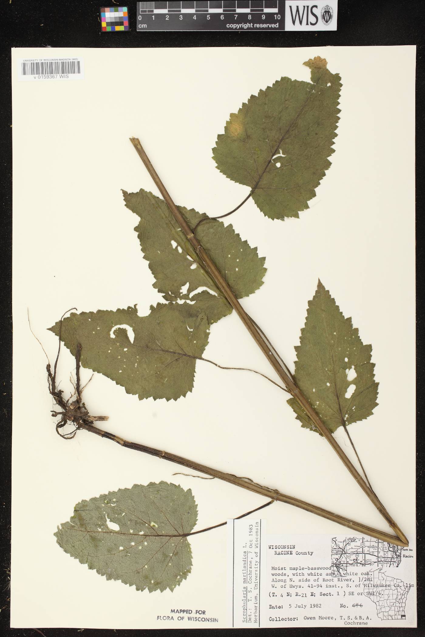 Scrophularia marilandica image