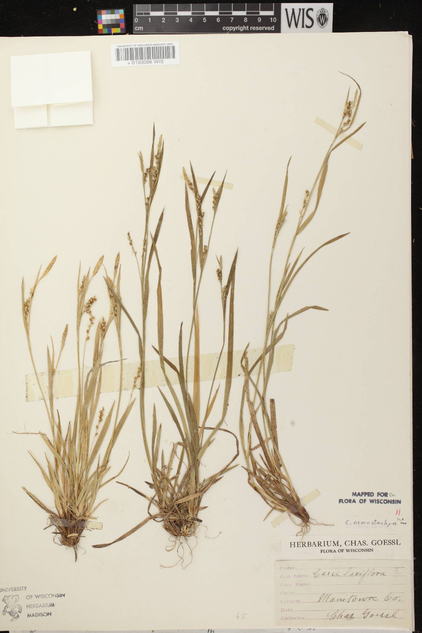 Carex ormostachya image