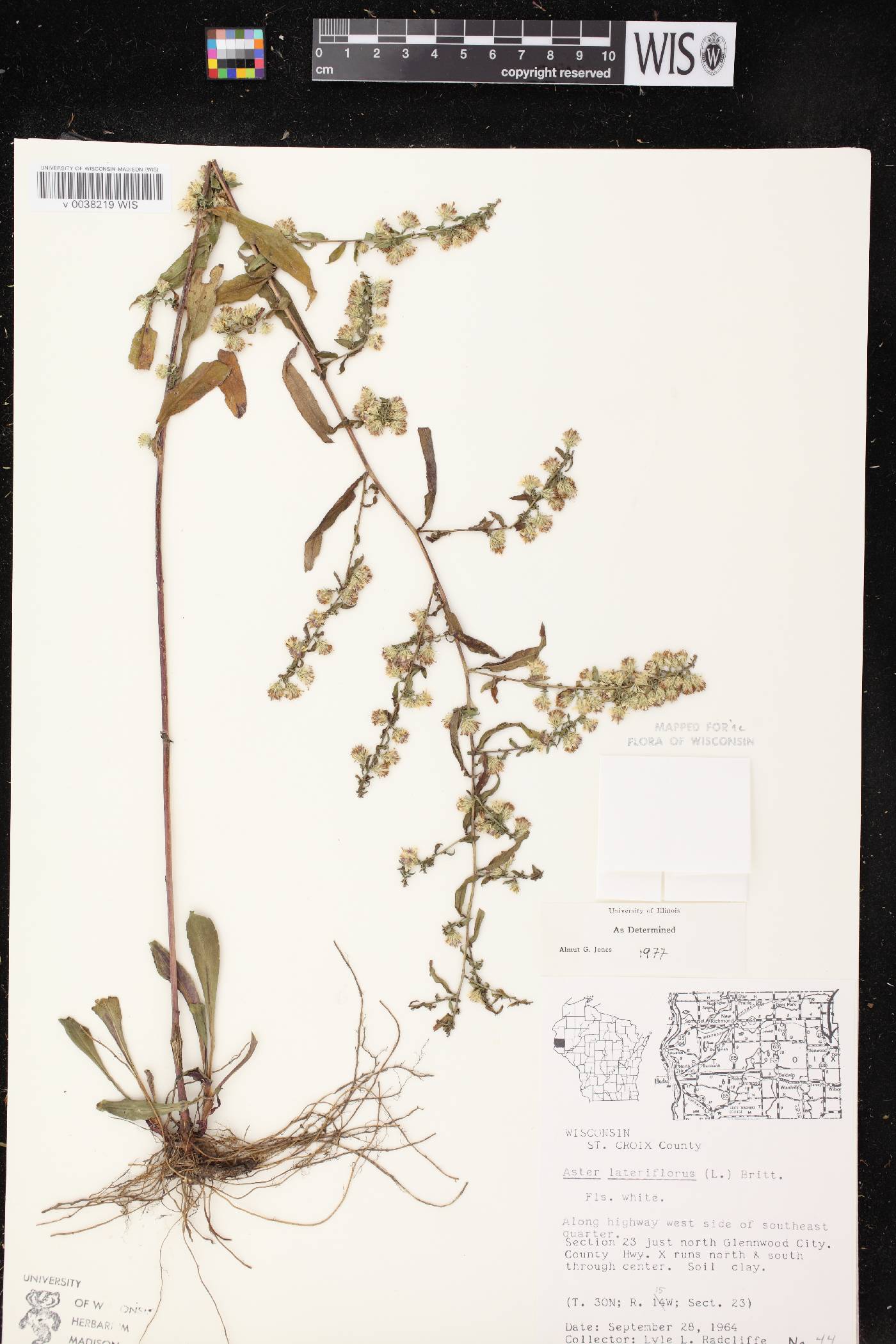 Symphyotrichum lateriflorum image