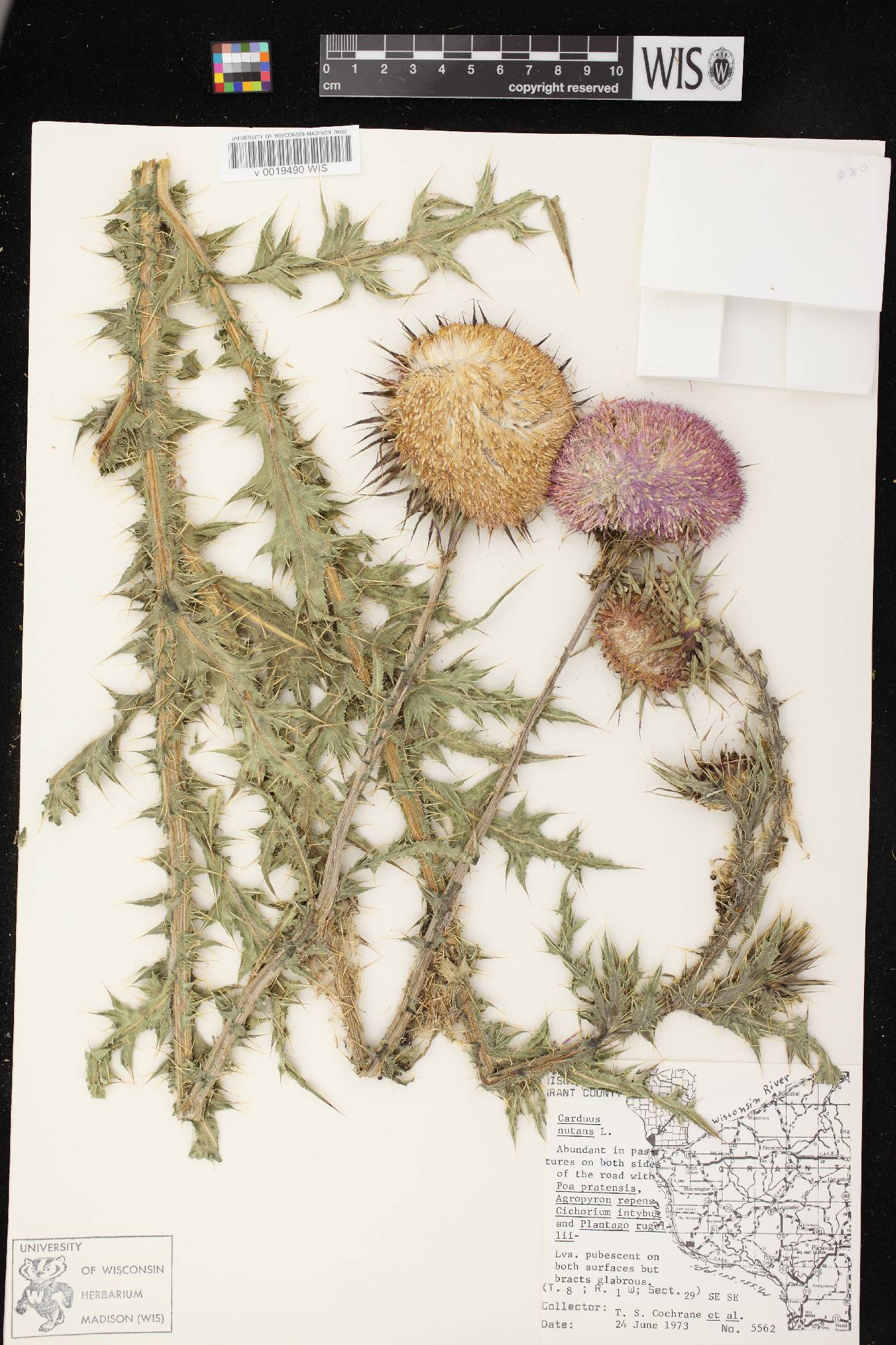 Carduus nutans image