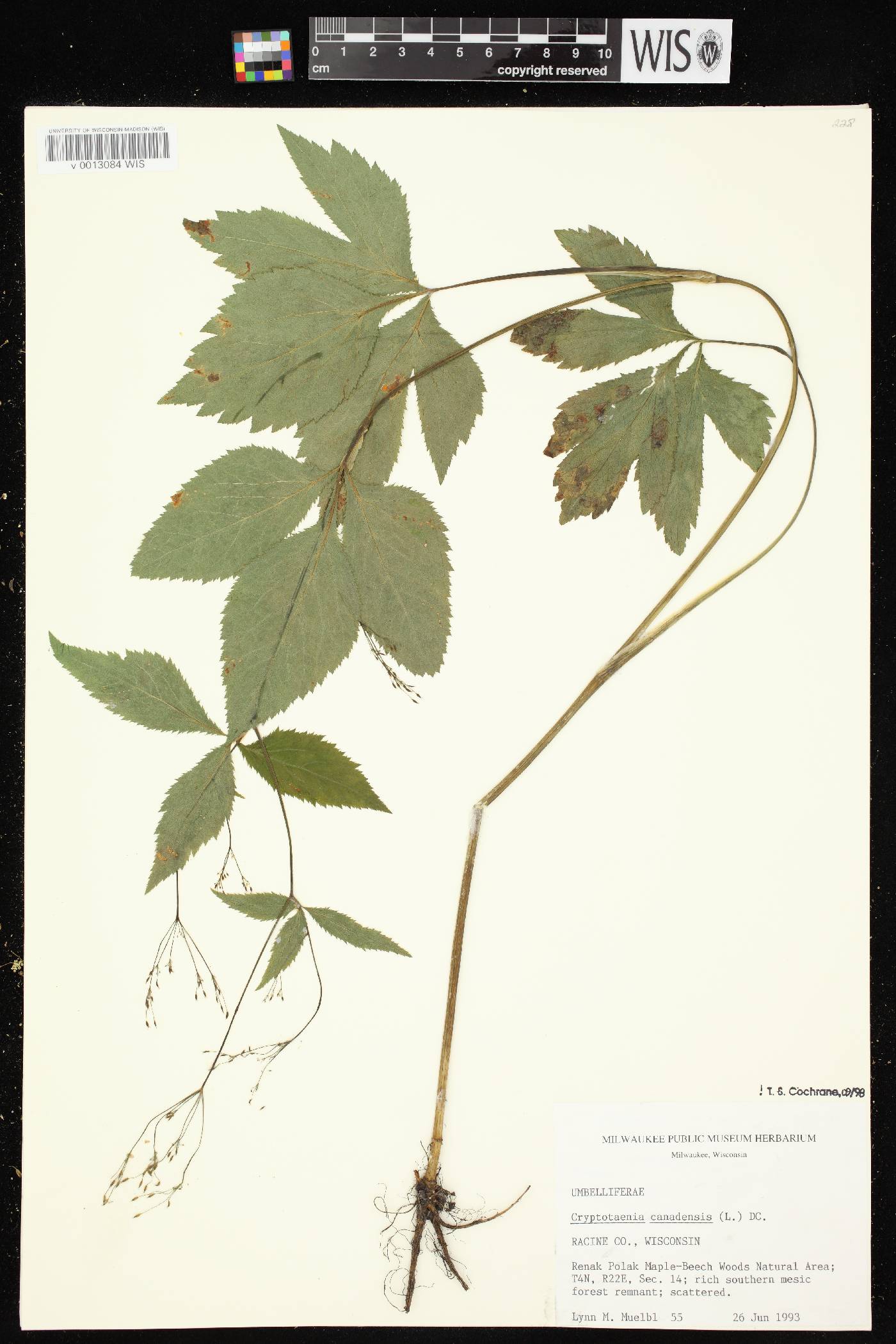 Cryptotaenia canadensis image