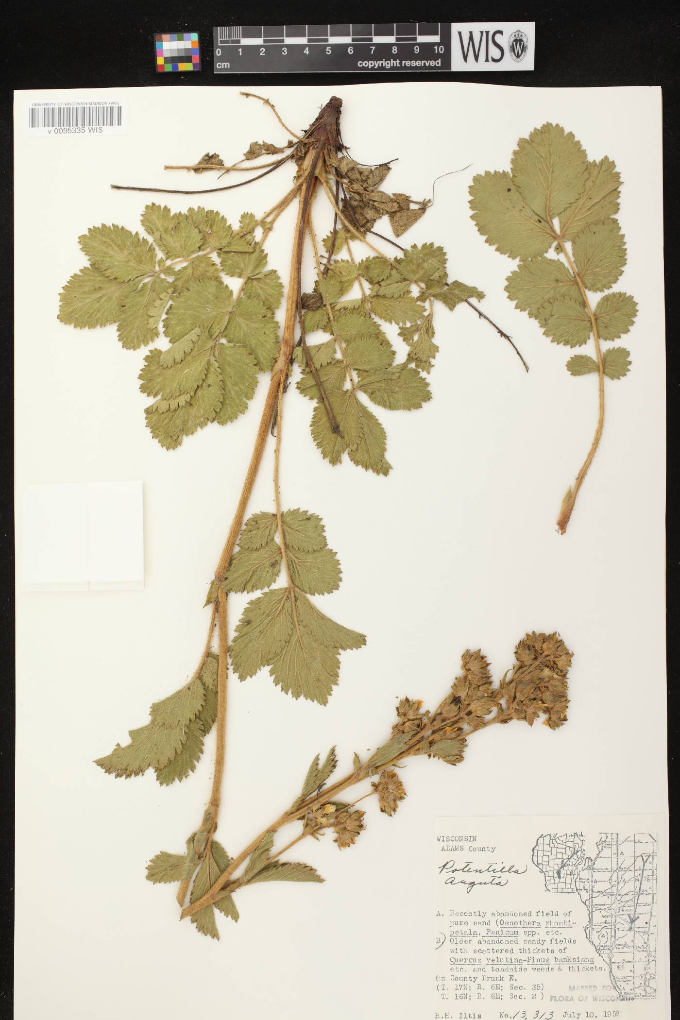 Drymocallis arguta image