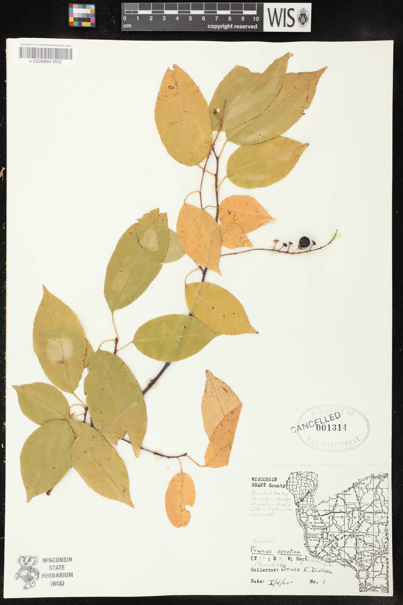 Prunus serotina image