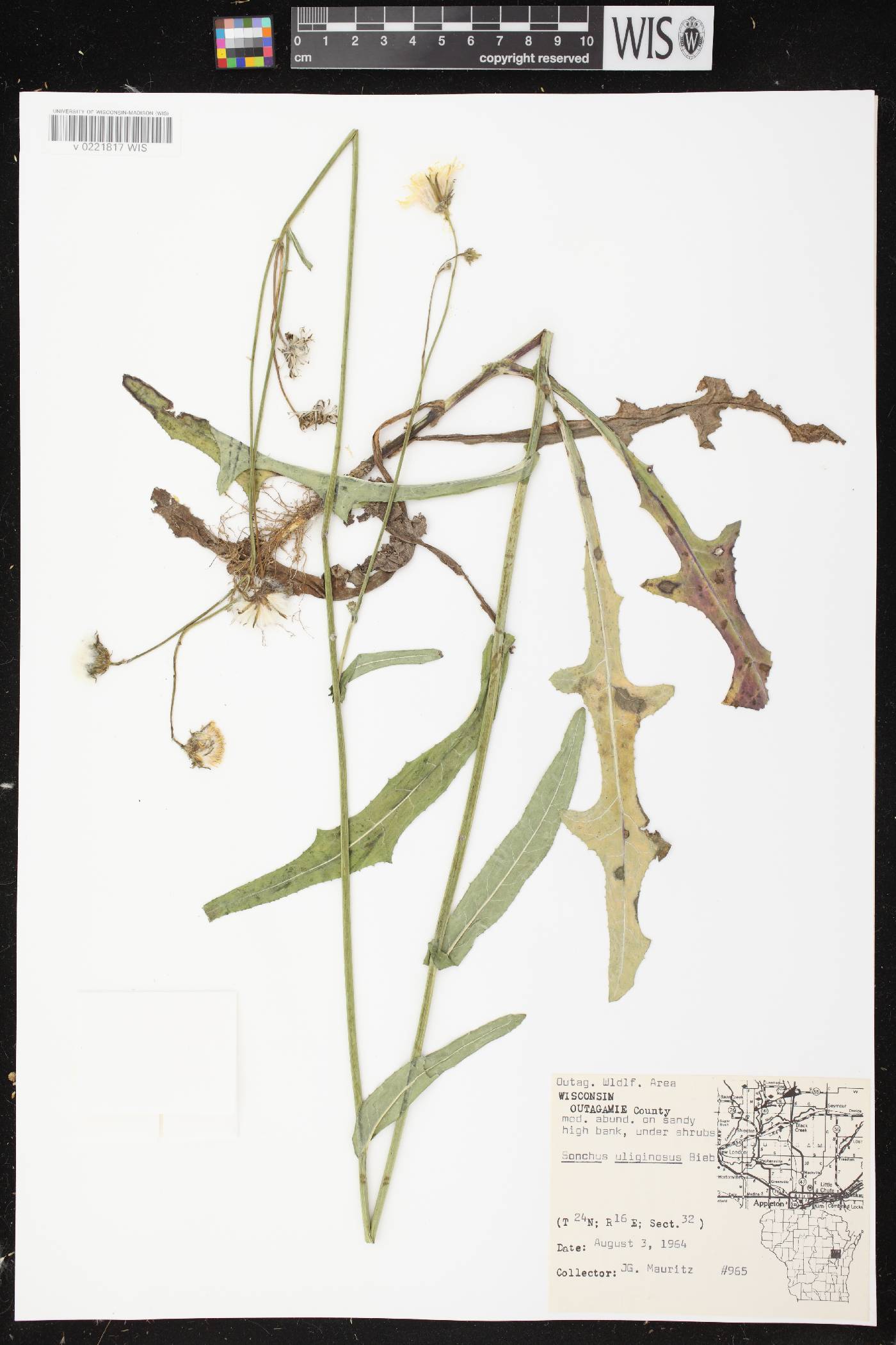Sonchus arvensis image