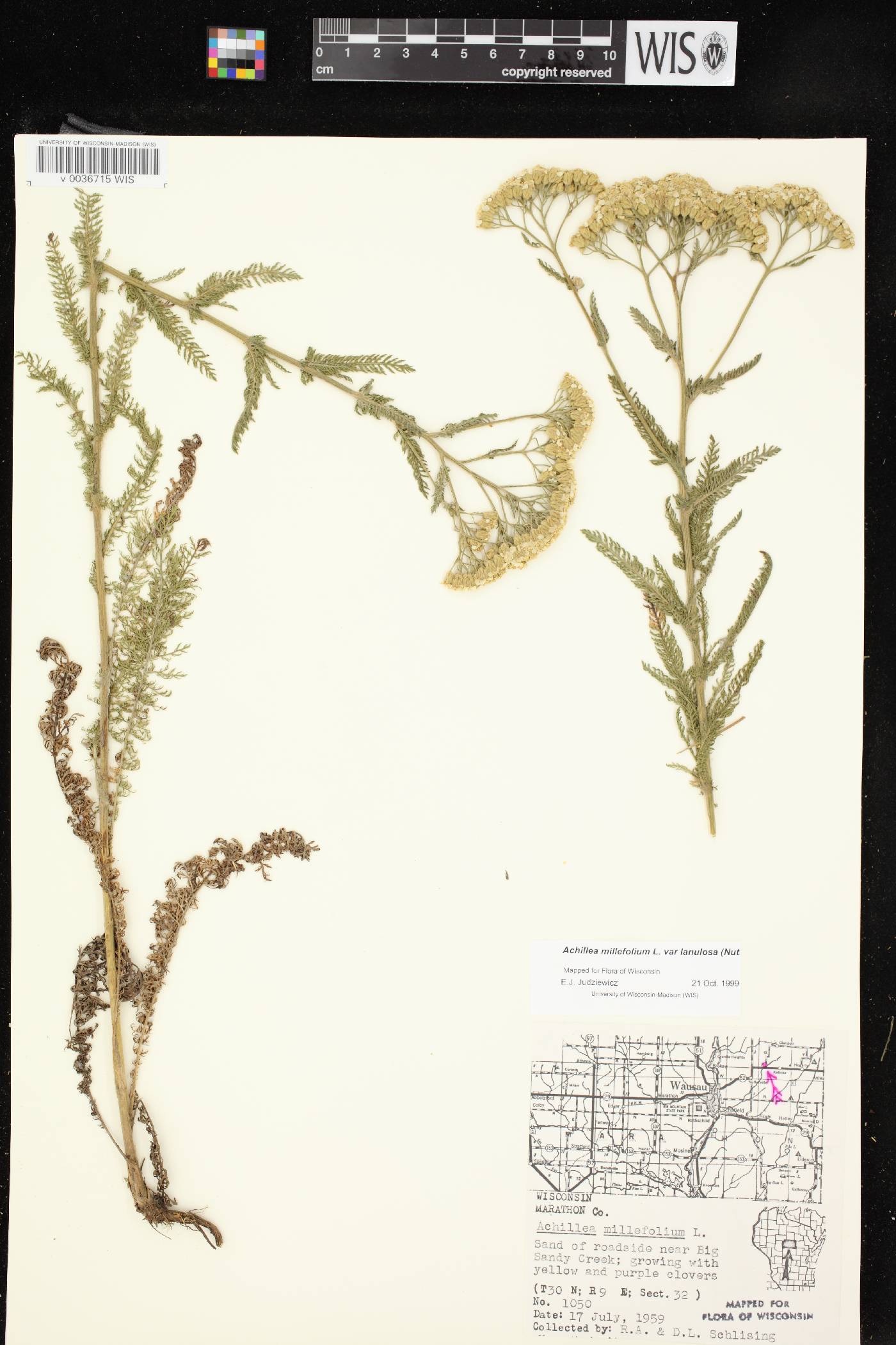 Achillea millefolium image