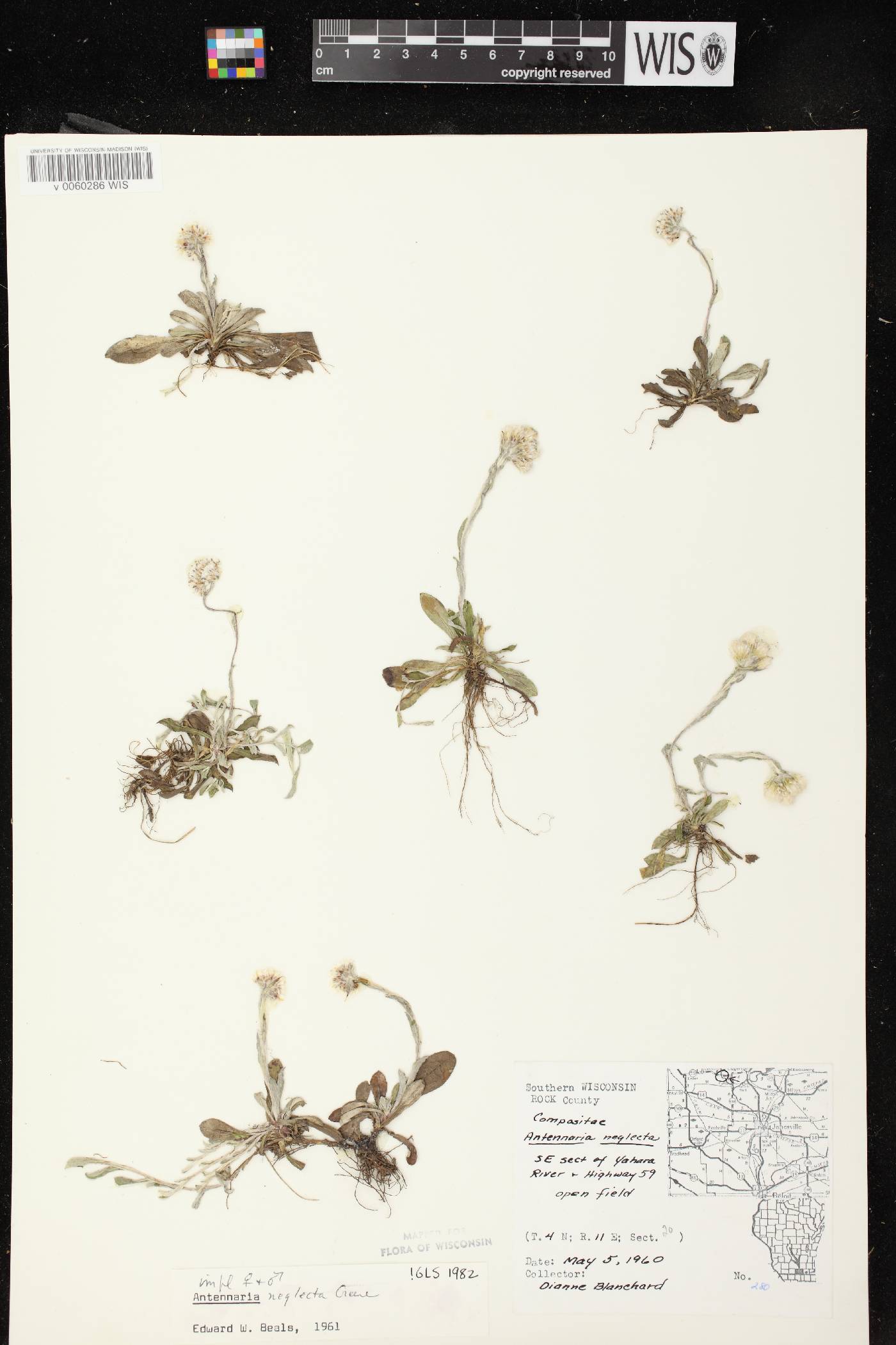 Antennaria neglecta image