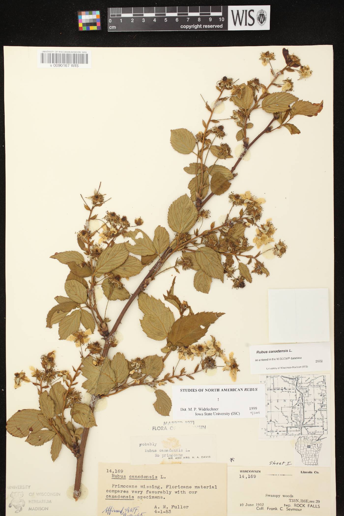 Rubus canadensis image