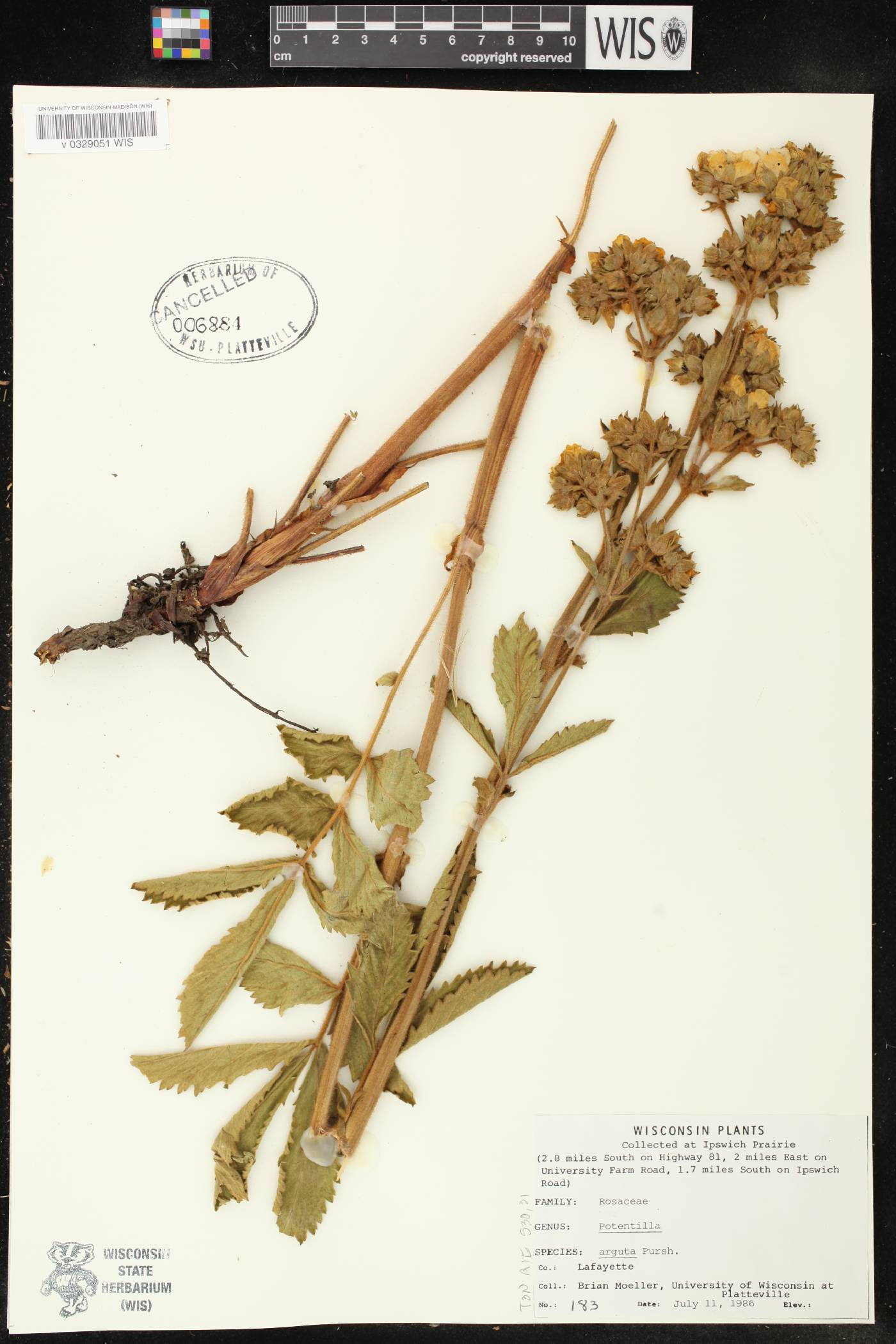 Drymocallis arguta image
