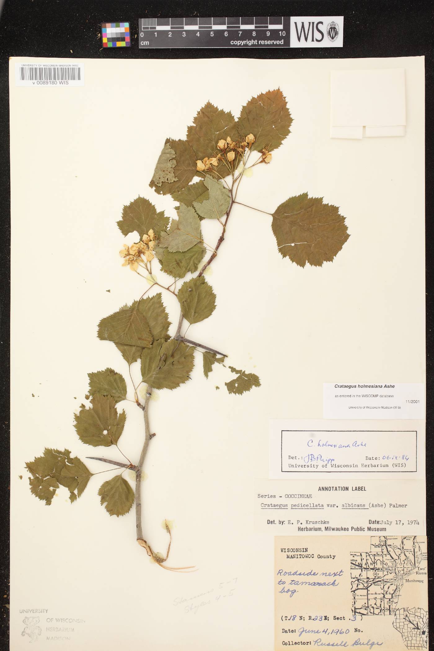 Crataegus holmesiana image