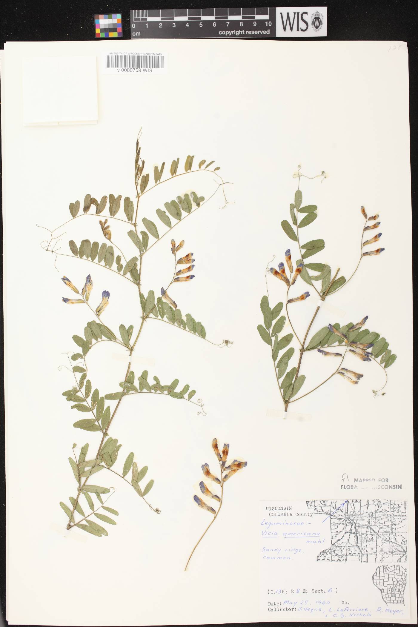Vicia americana image
