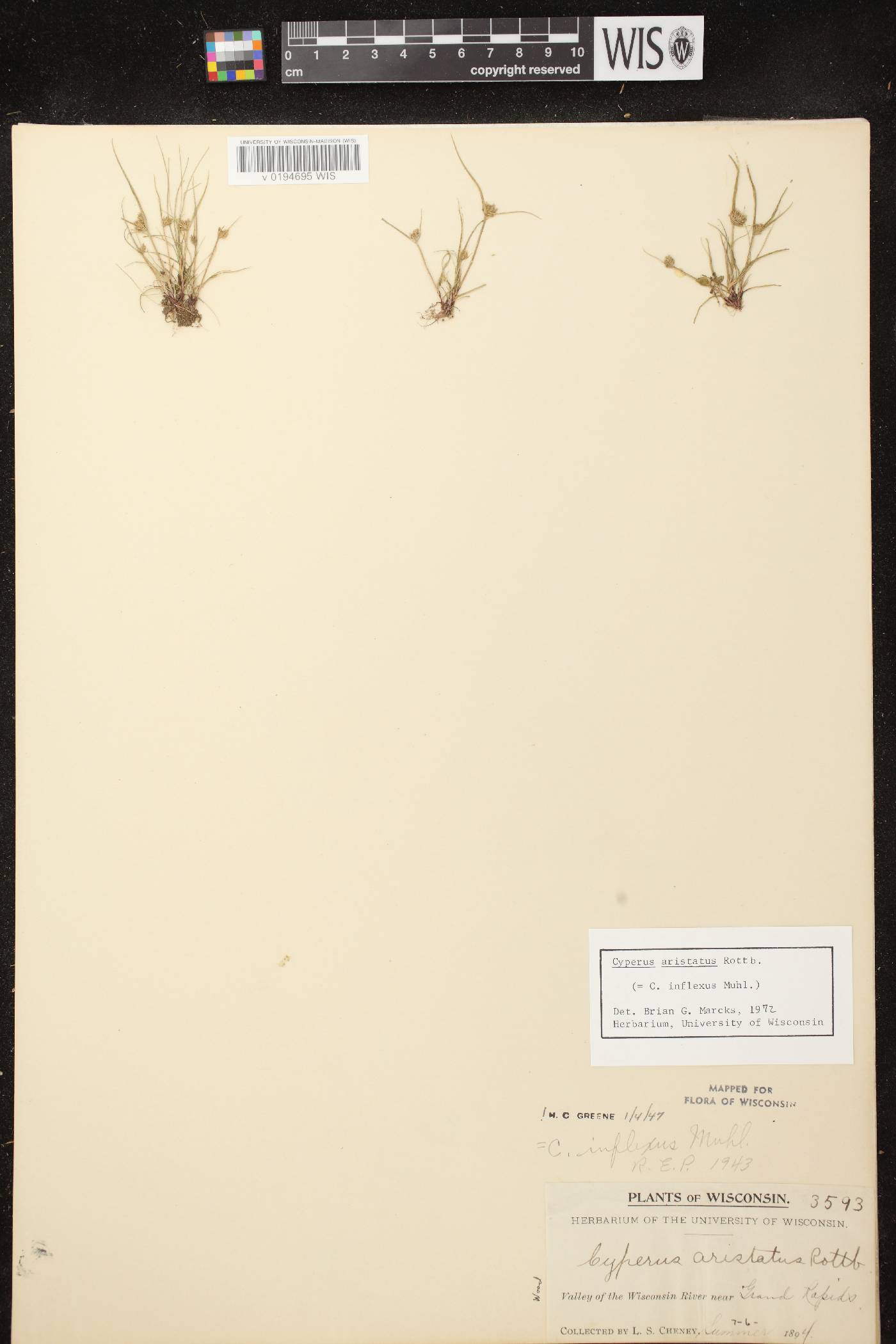 Cyperus squarrosus image