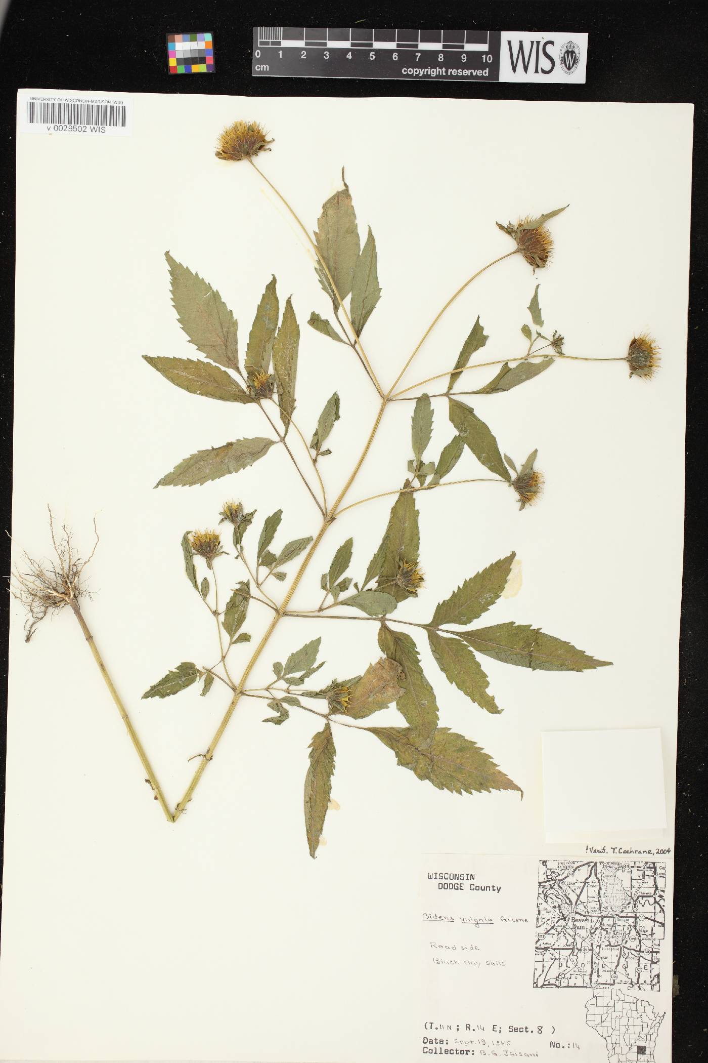 Bidens vulgata image