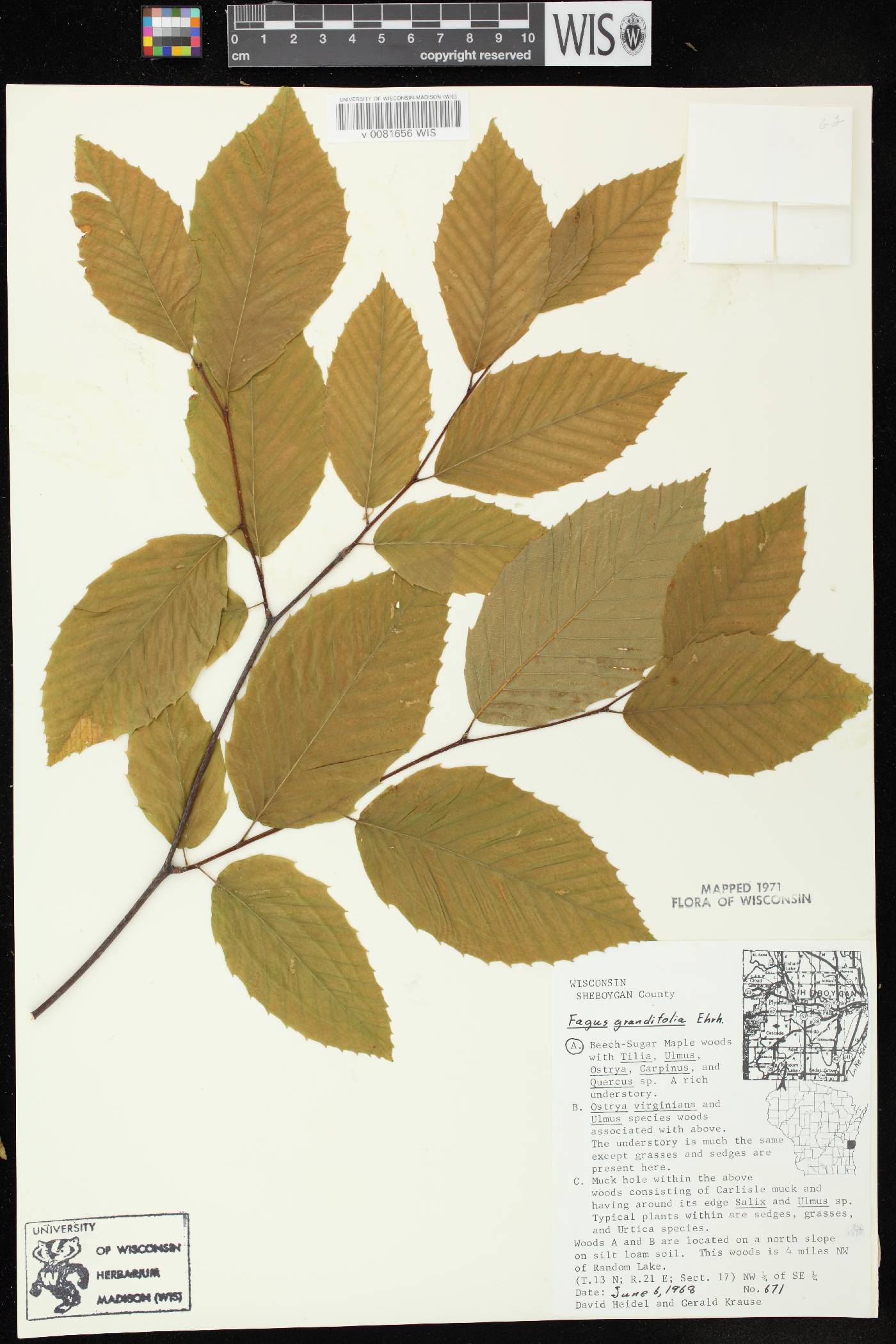 Fagus grandifolia image