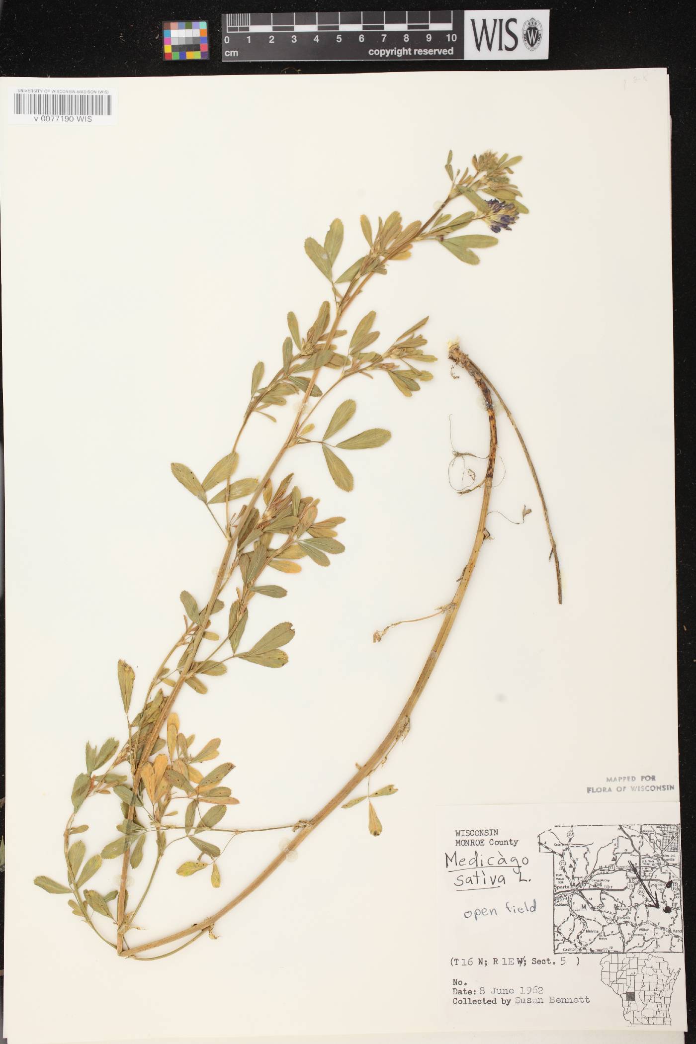 Medicago sativa image