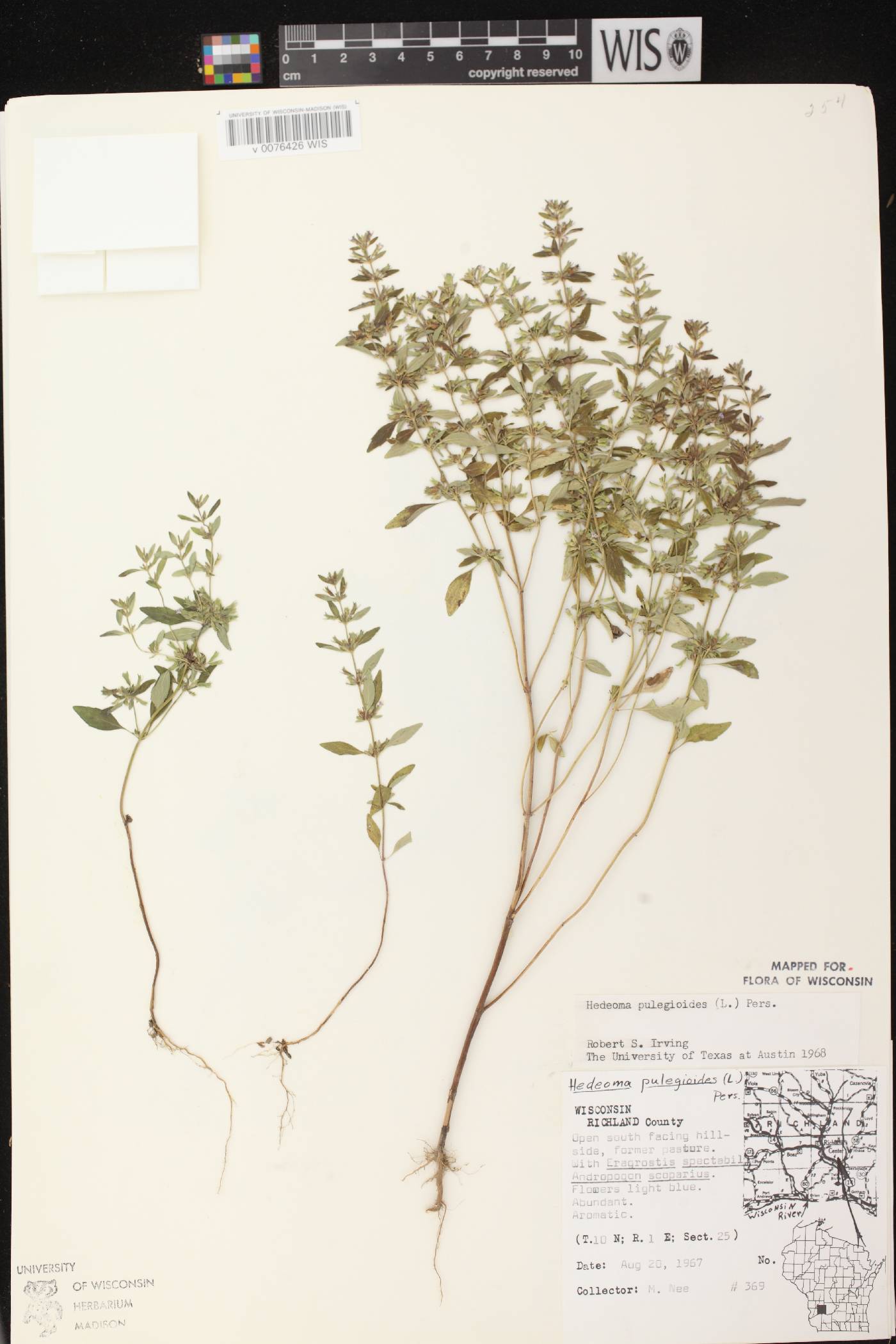 Hedeoma pulegioides image