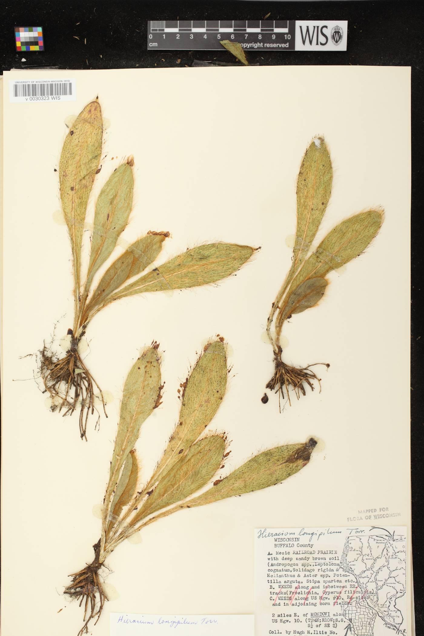 Hieracium longipilum image