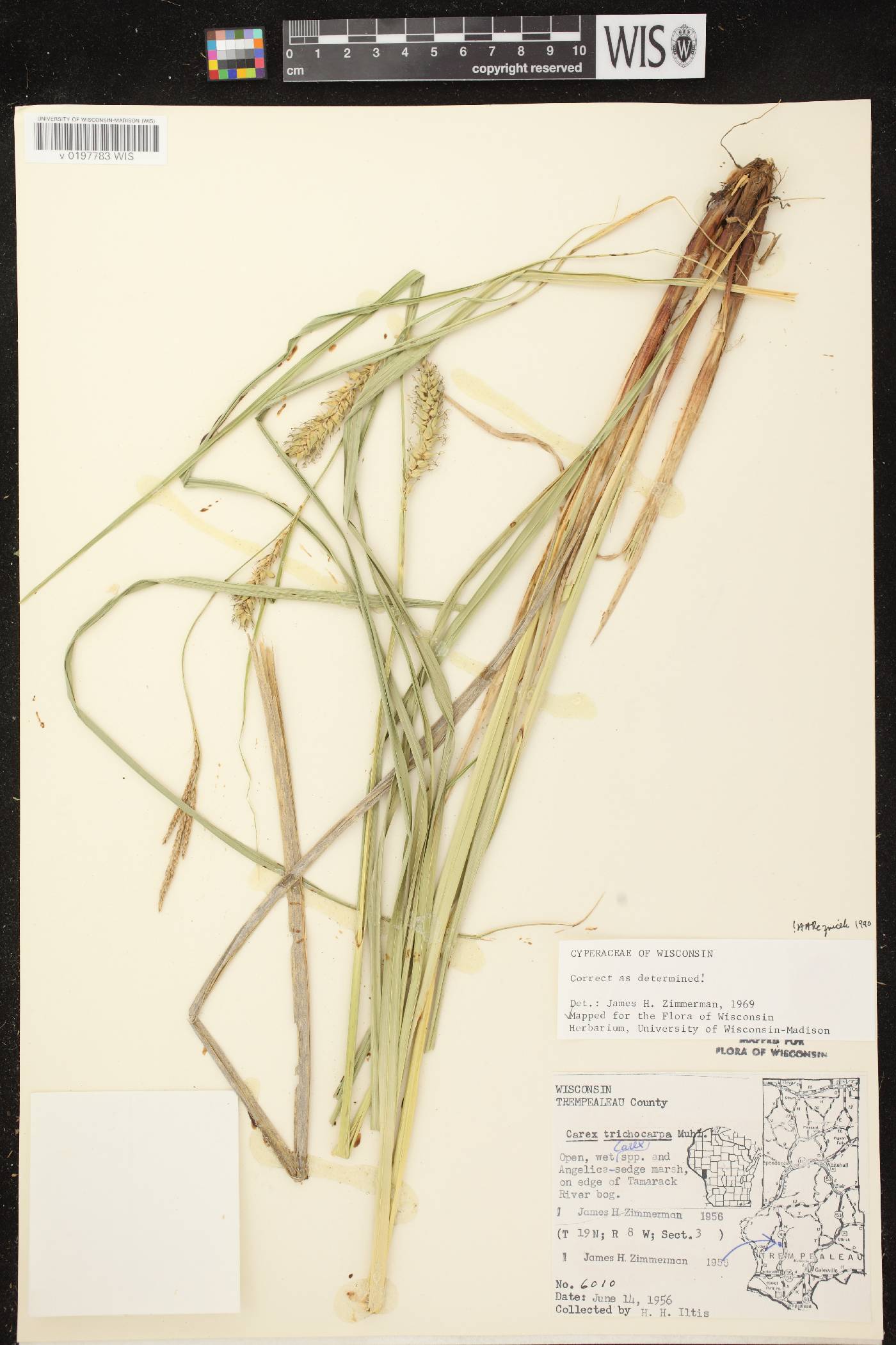 Carex trichocarpa image