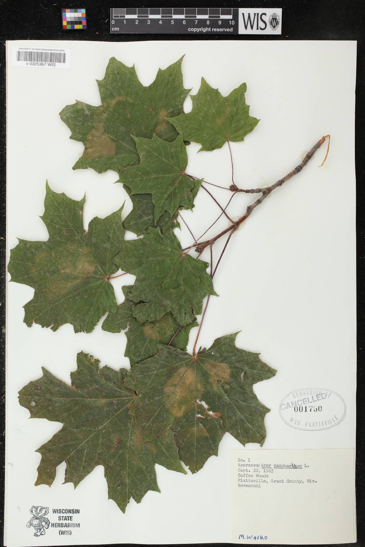 Acer saccharum image