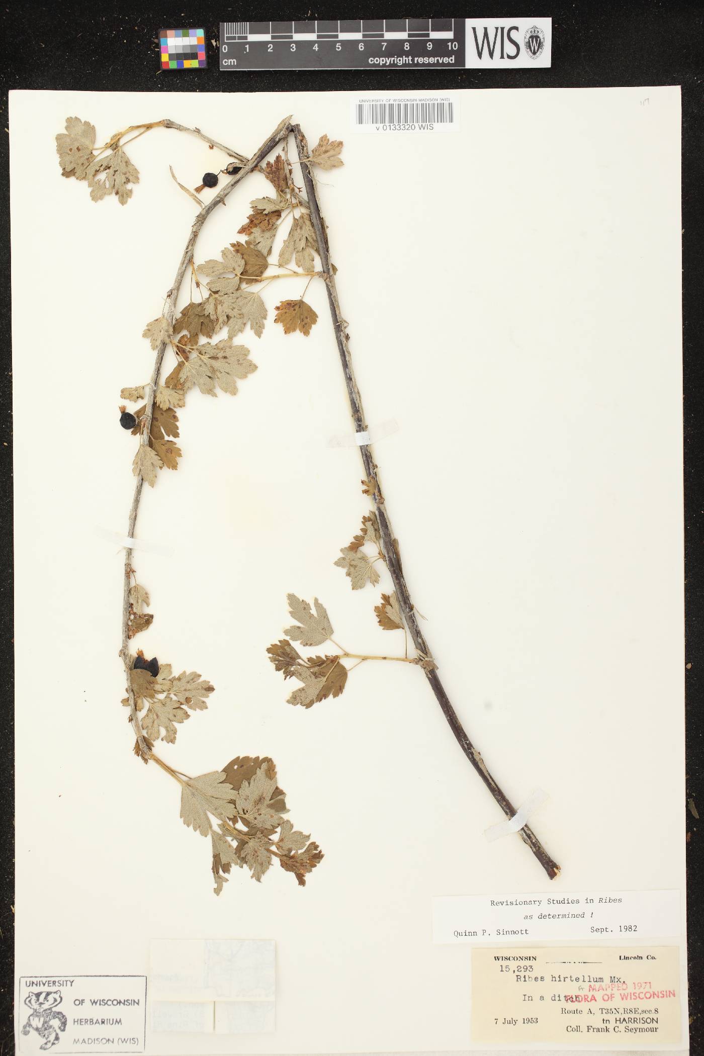 Ribes hirtellum image
