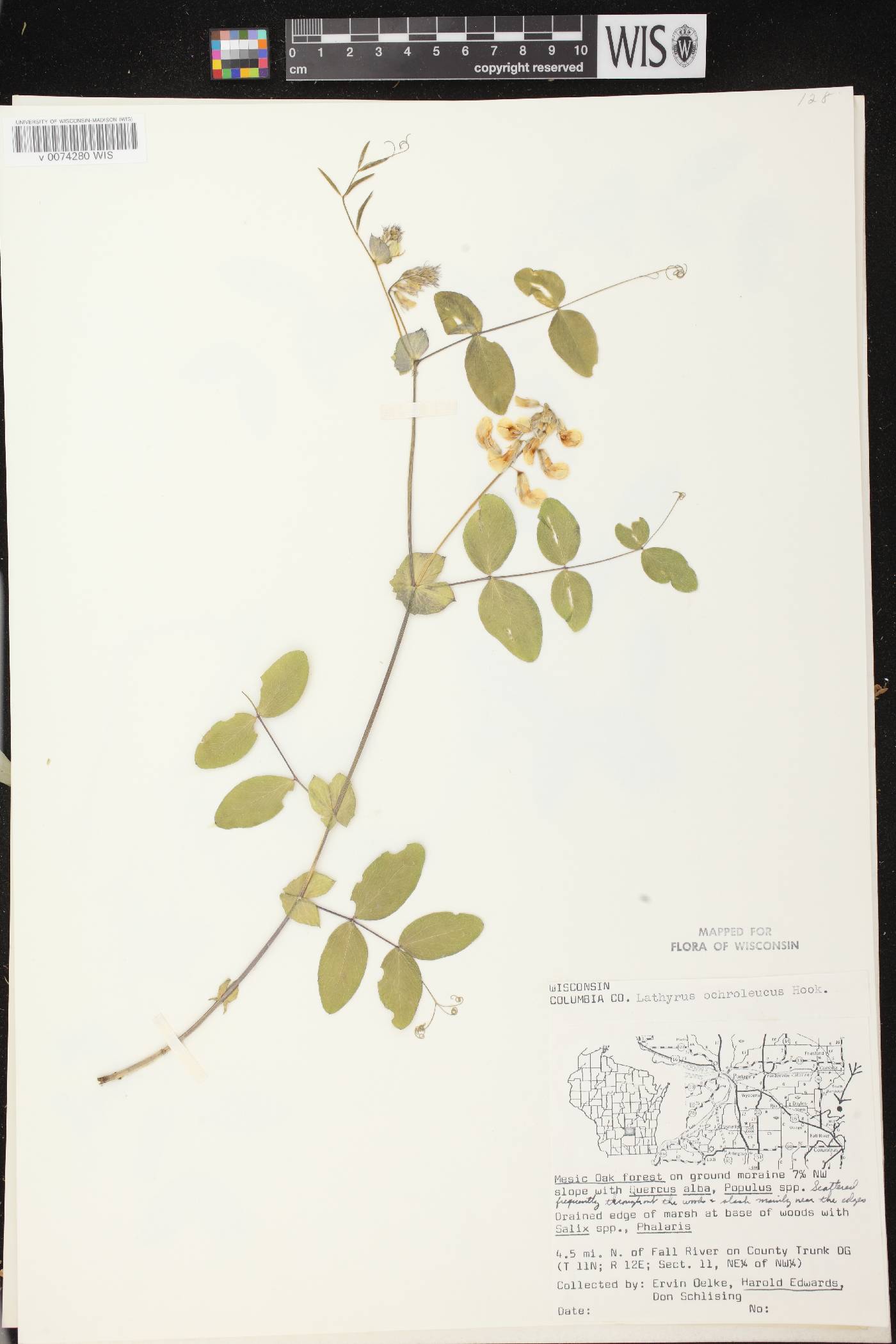 Lathyrus ochroleucus image