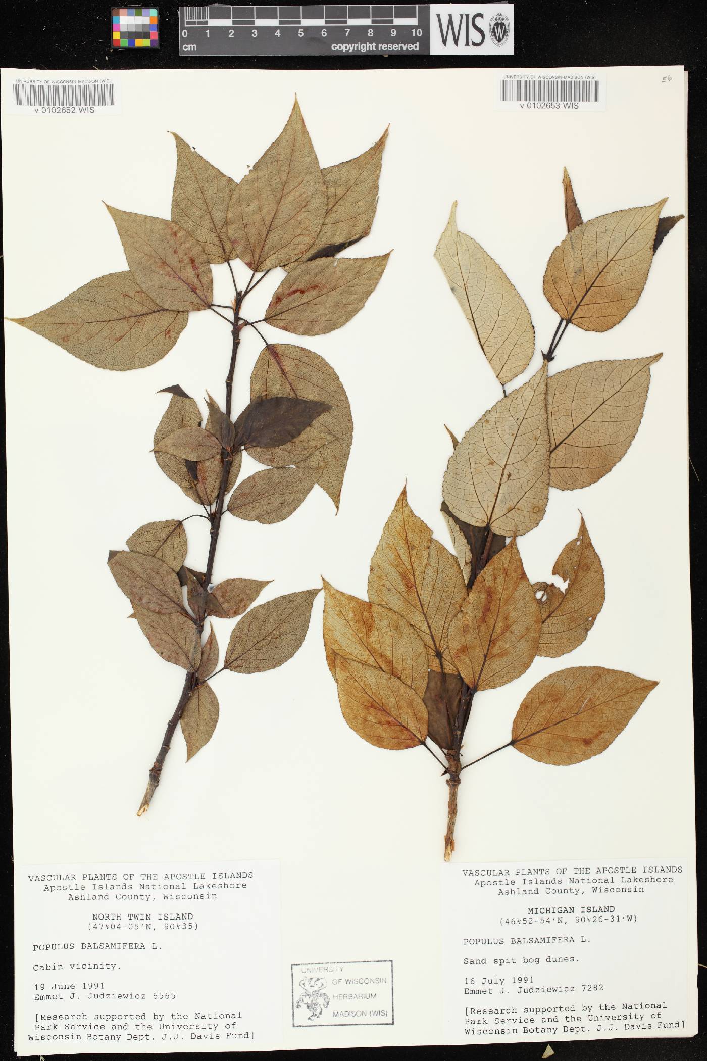 Populus balsamifera image