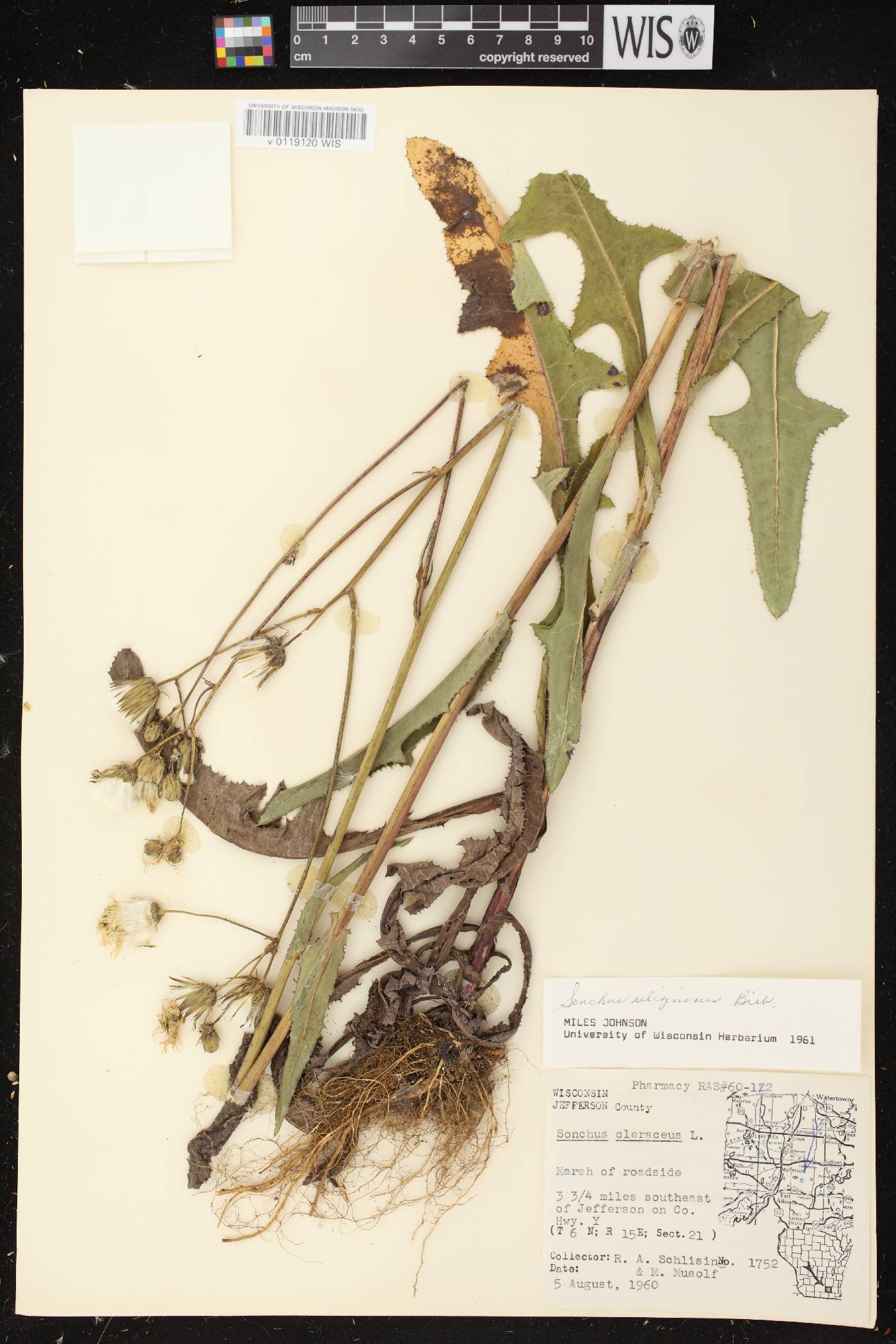 Sonchus arvensis image