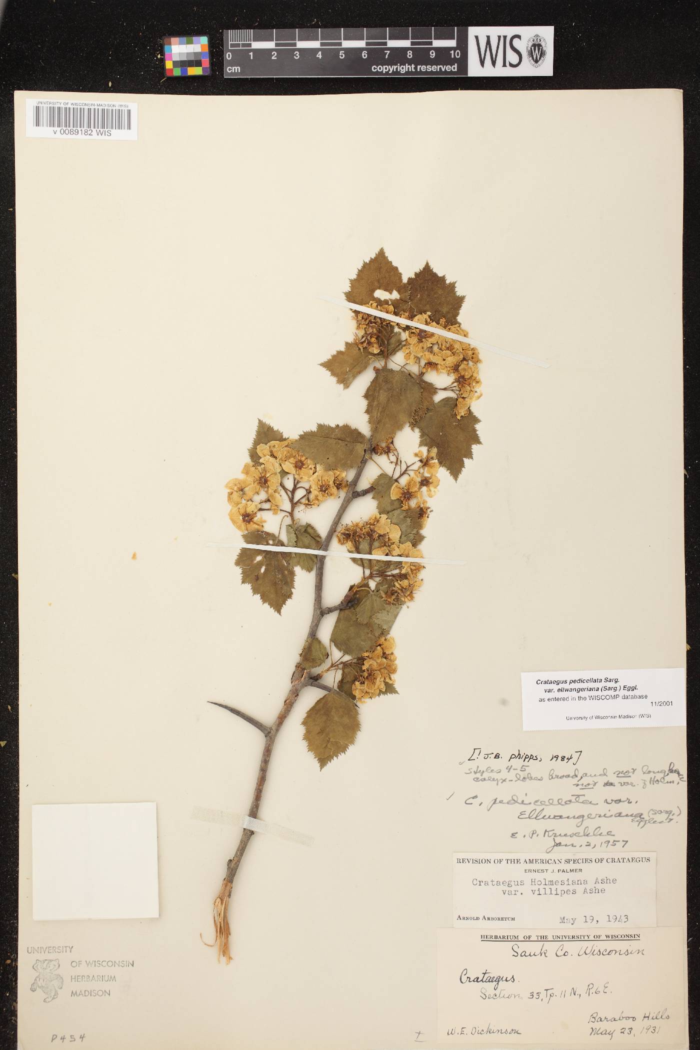 Crataegus coccinea var. coccinea image