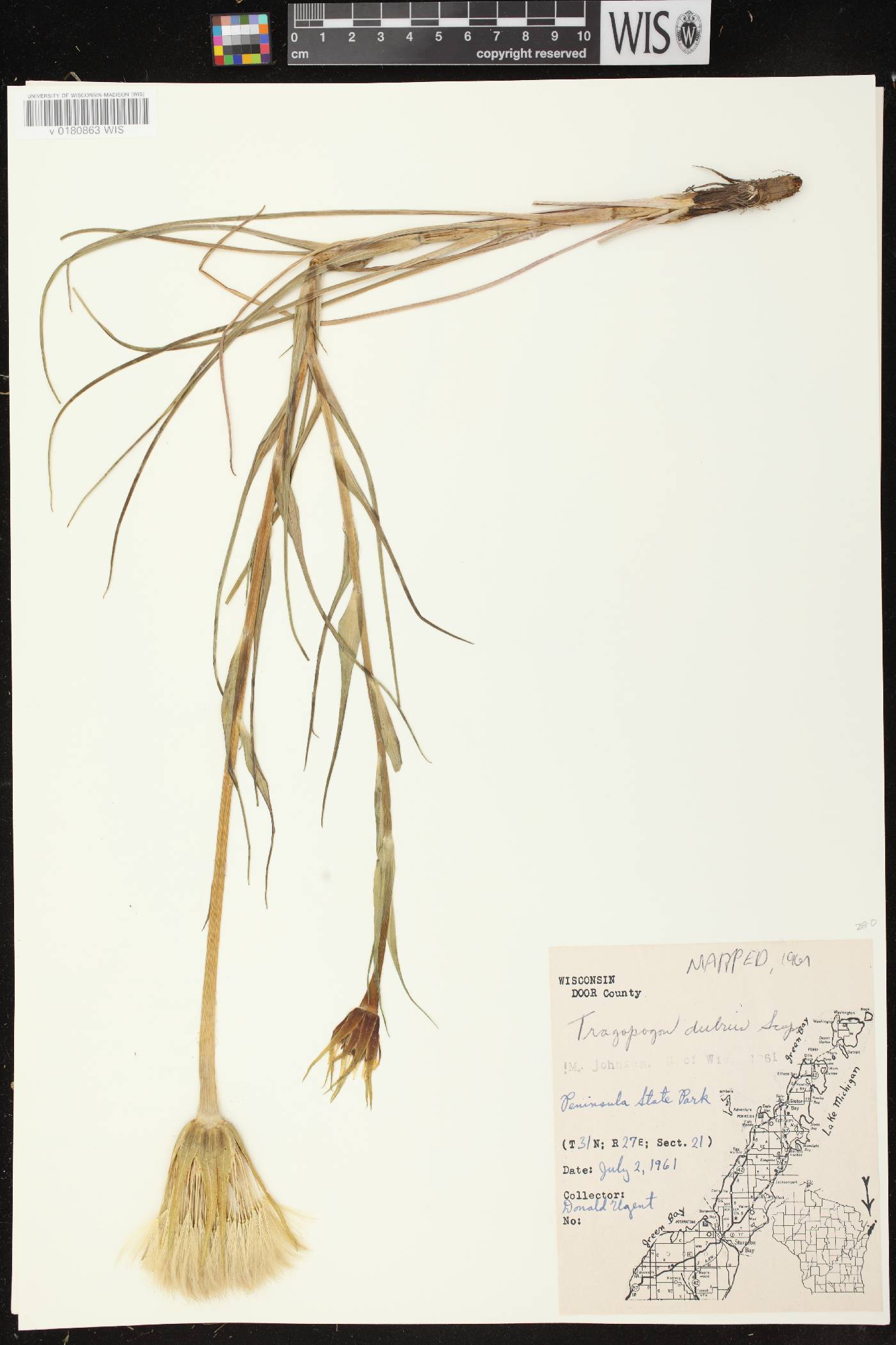 Tragopogon dubius image