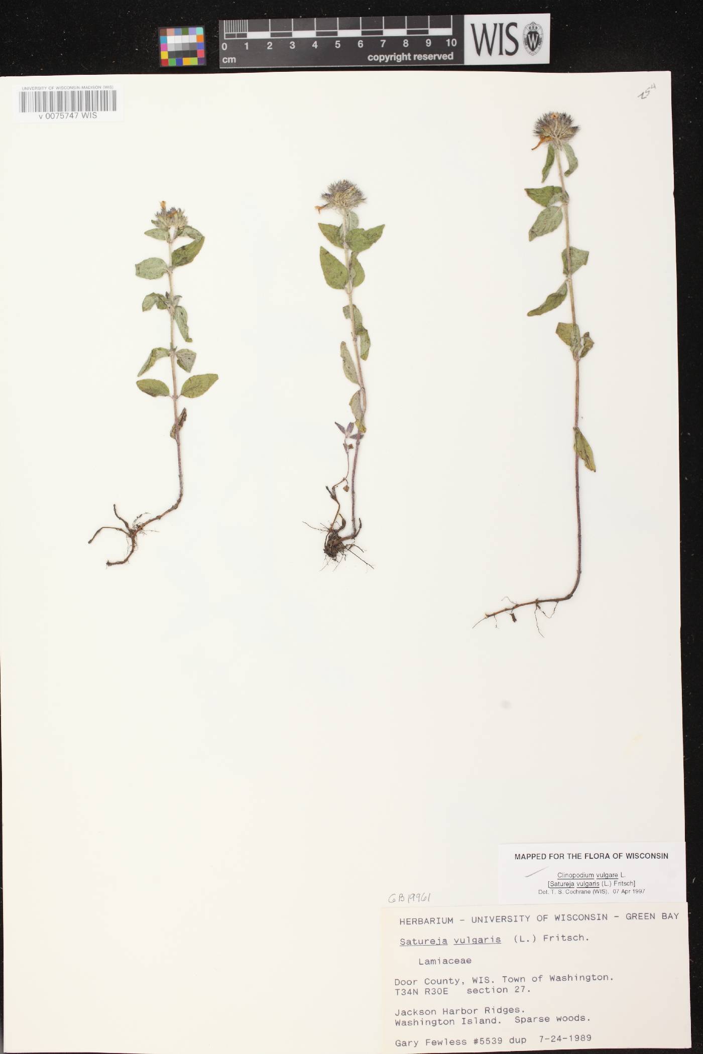 Clinopodium vulgare image