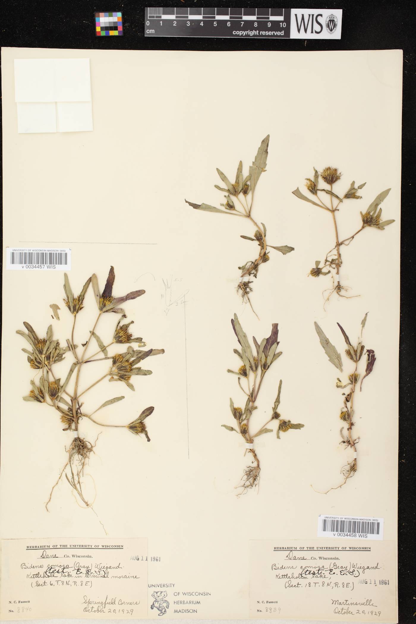 Bidens tripartita image