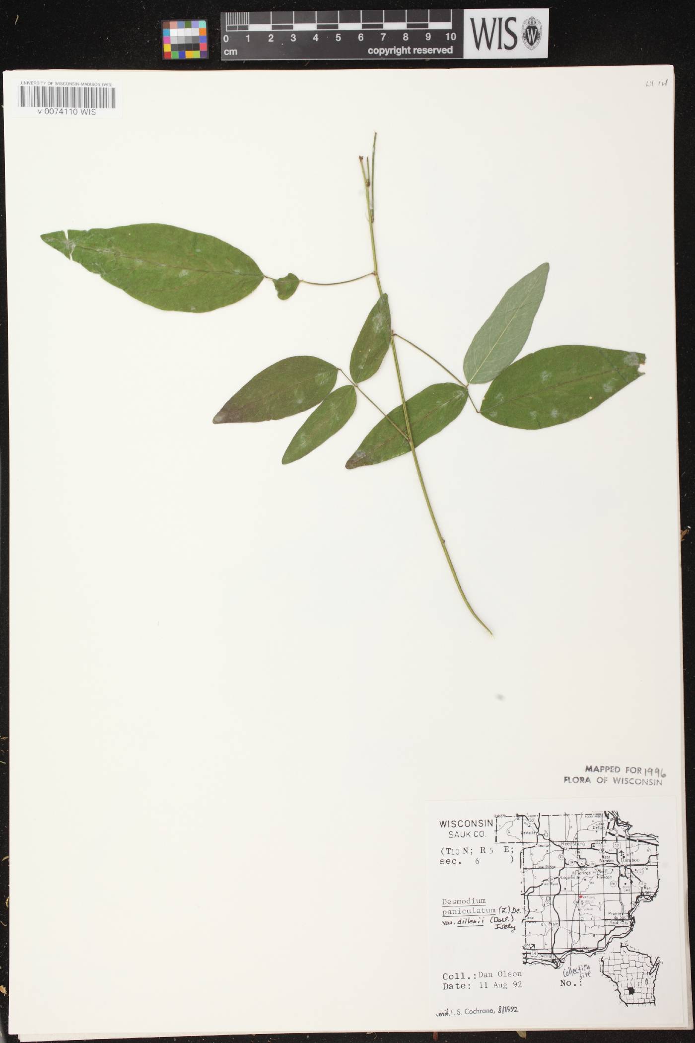 Desmodium perplexum image