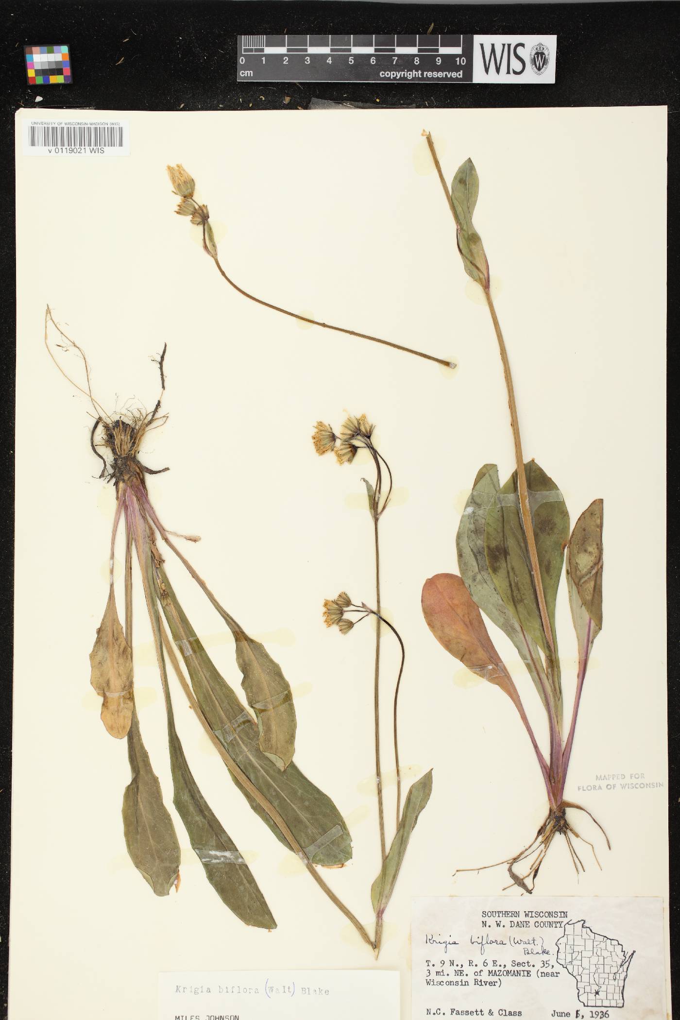 Krigia biflora subsp. biflora image