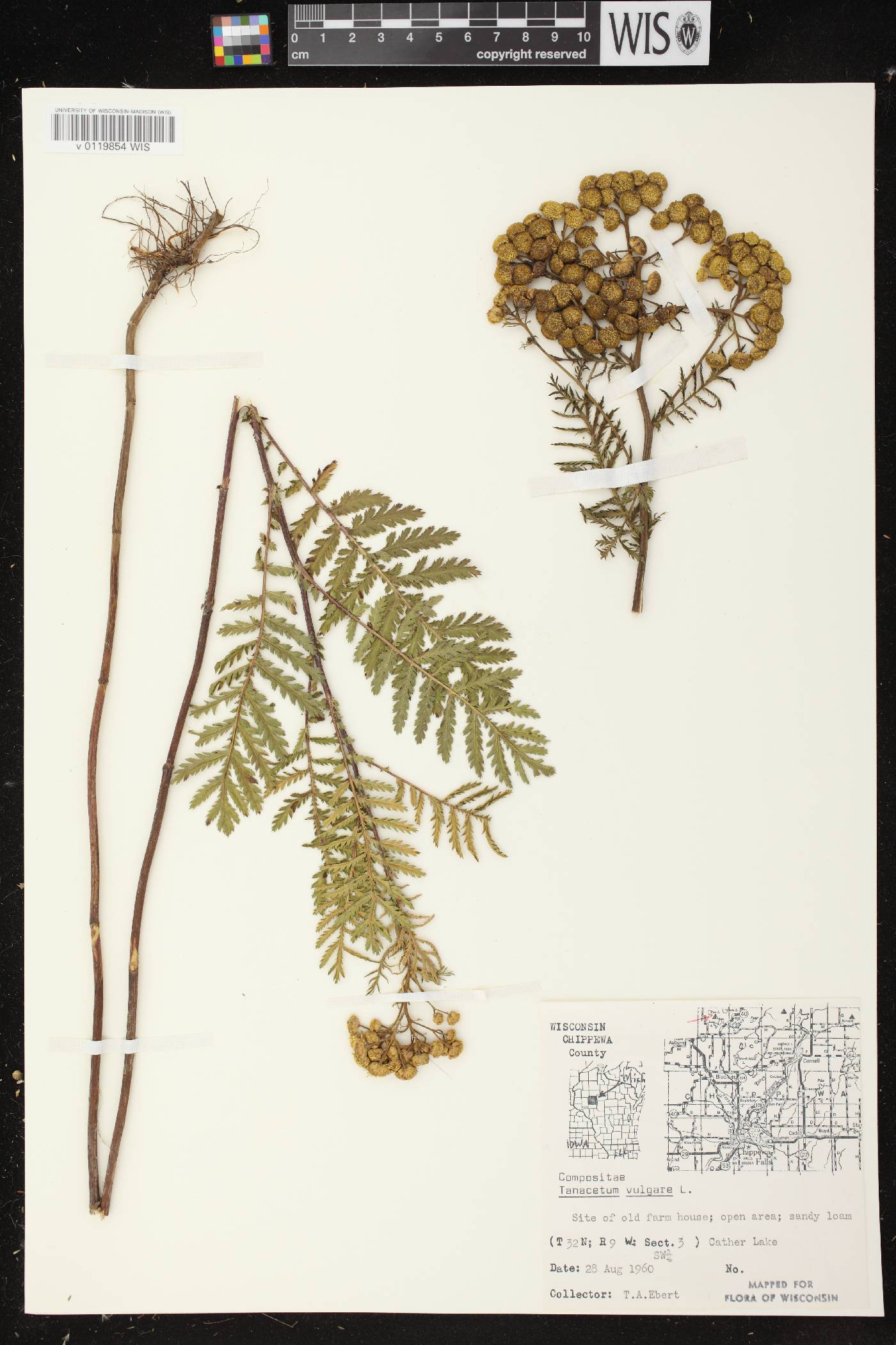 Tanacetum vulgare image
