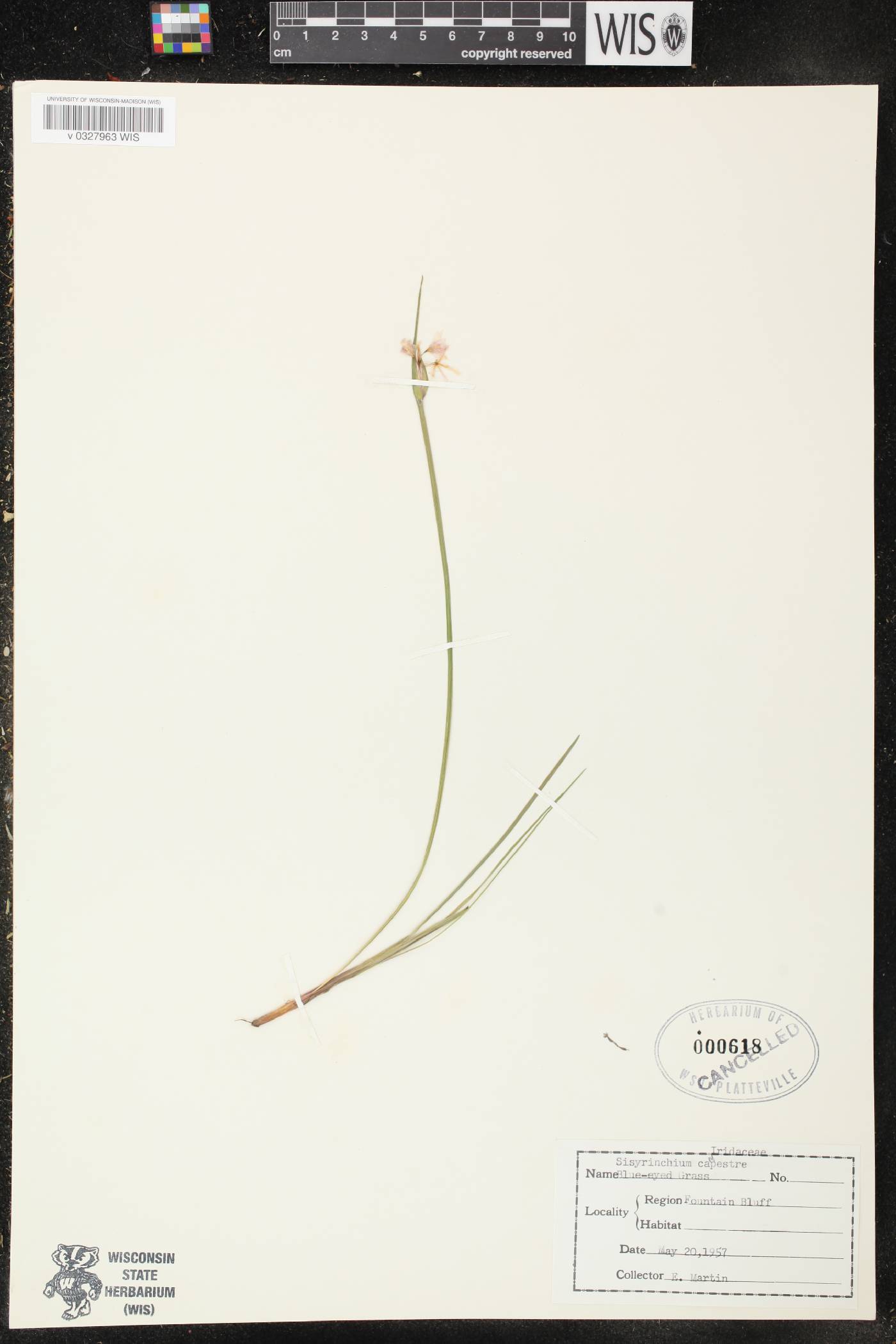 Sisyrinchium campestre image
