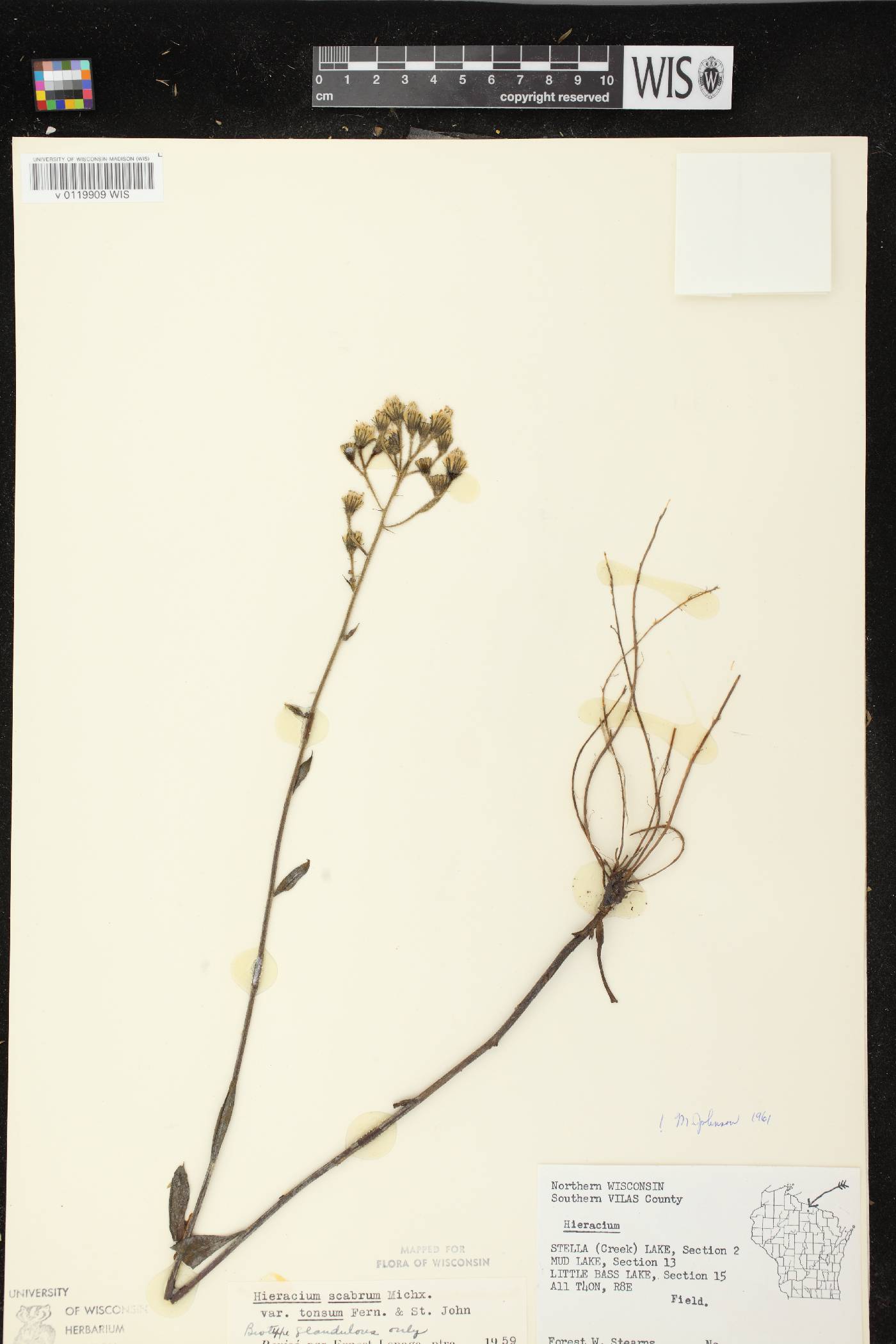 Hieracium scabrum image