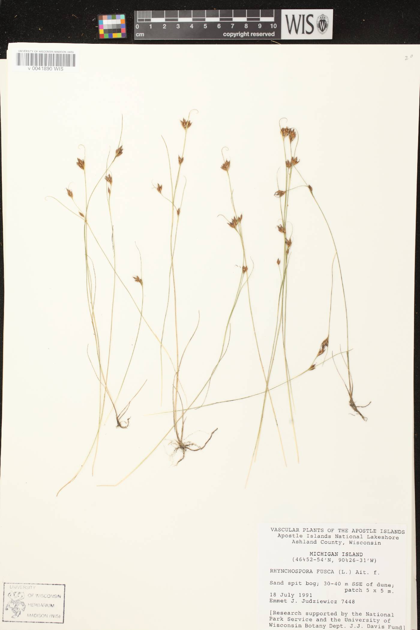 Rhynchospora fusca image