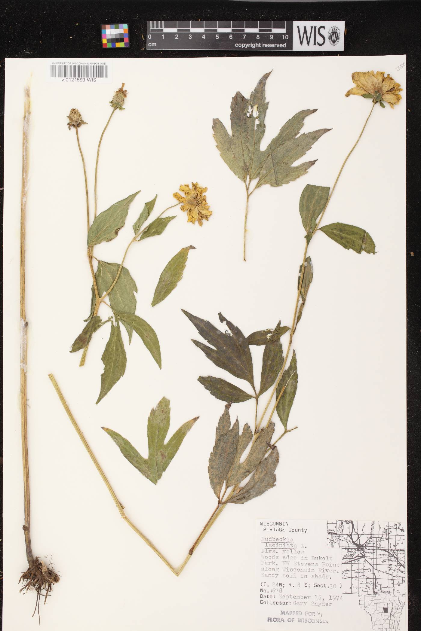 Rudbeckia laciniata image
