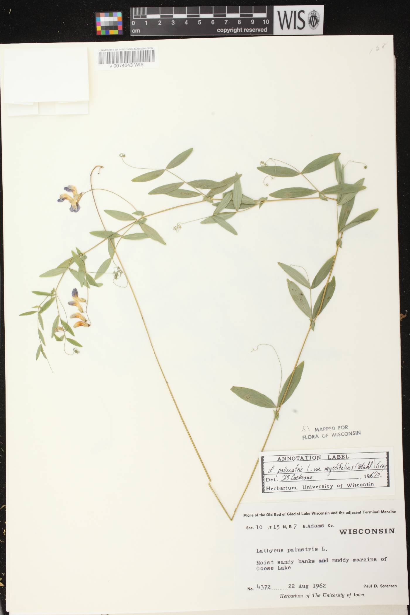 Lathyrus palustris image