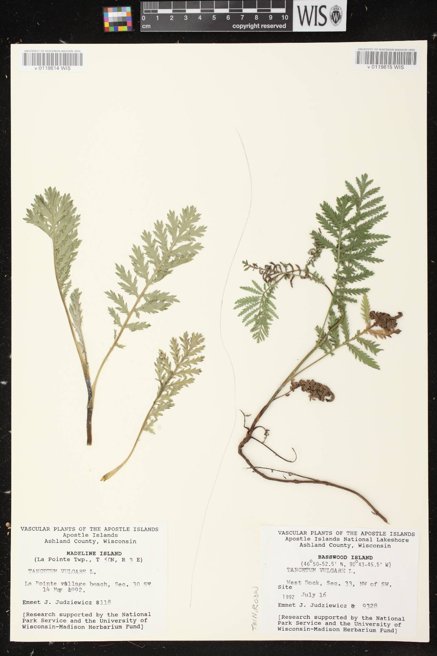 Tanacetum vulgare image