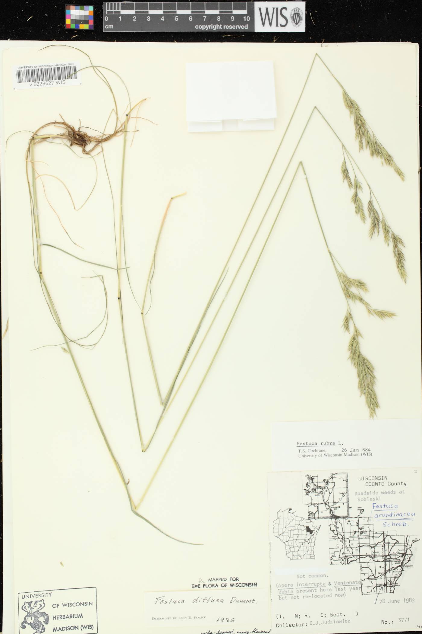 Festuca rubra subsp. fallax image