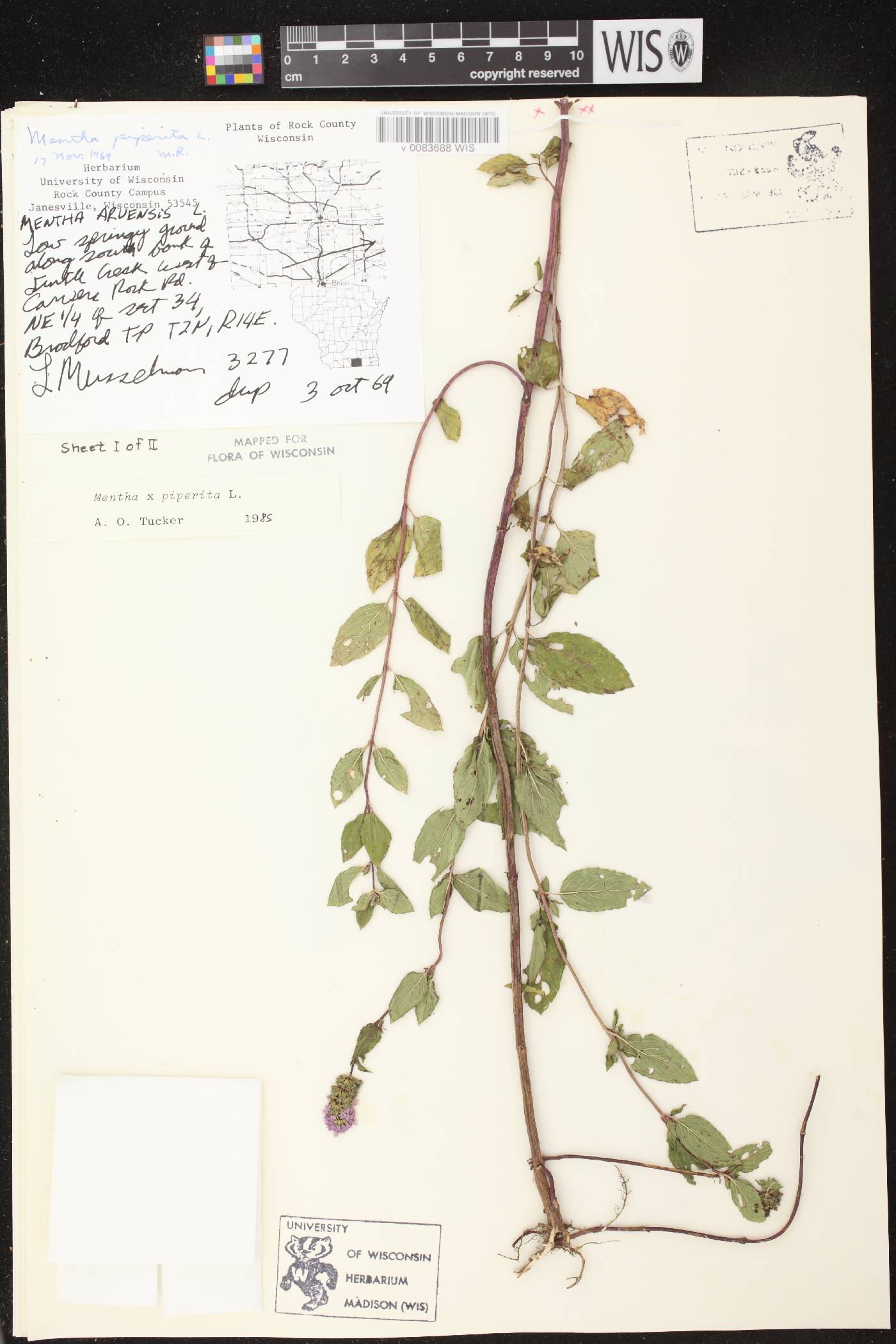 Mentha X piperita image