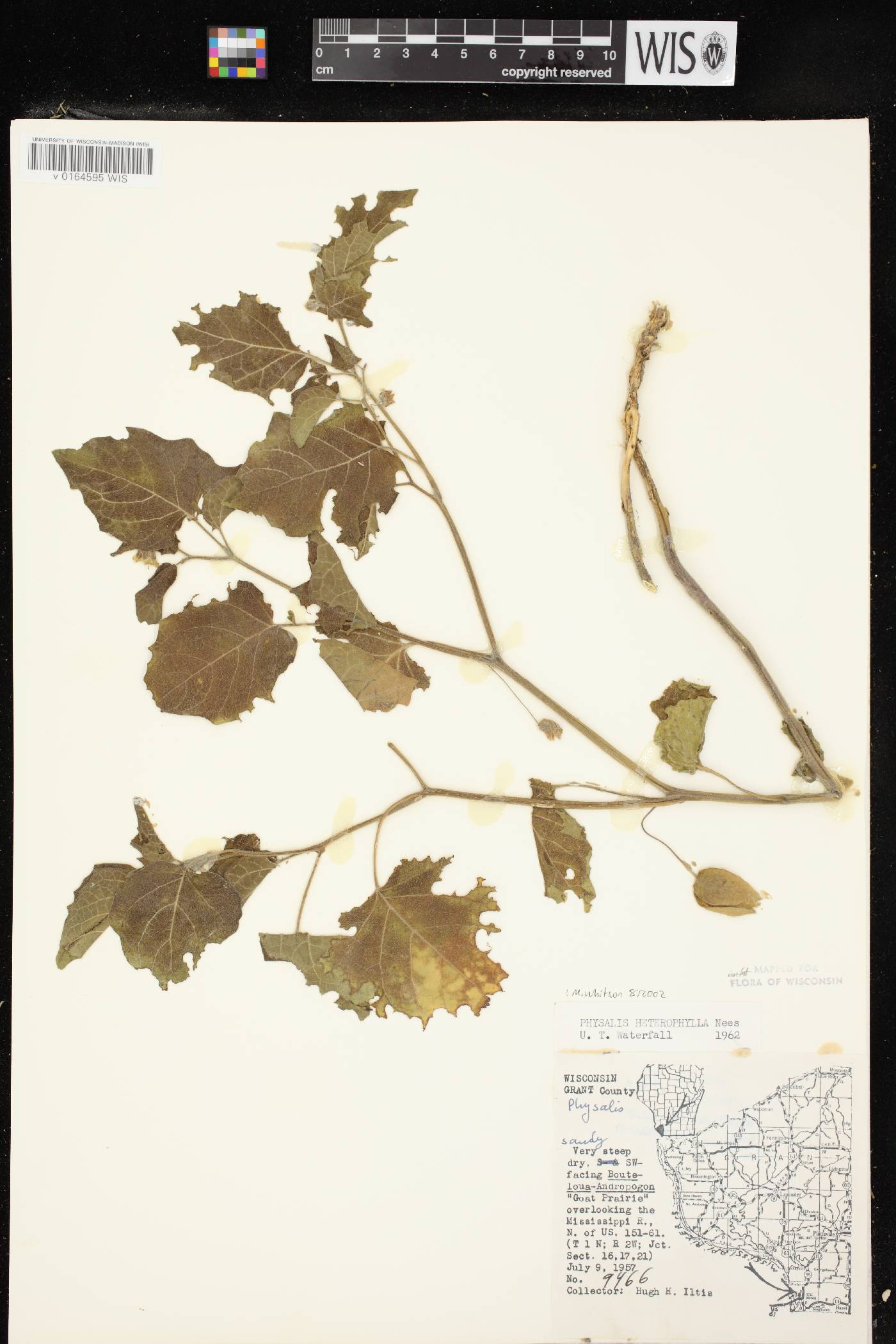 Physalis heterophylla var. heterophylla image