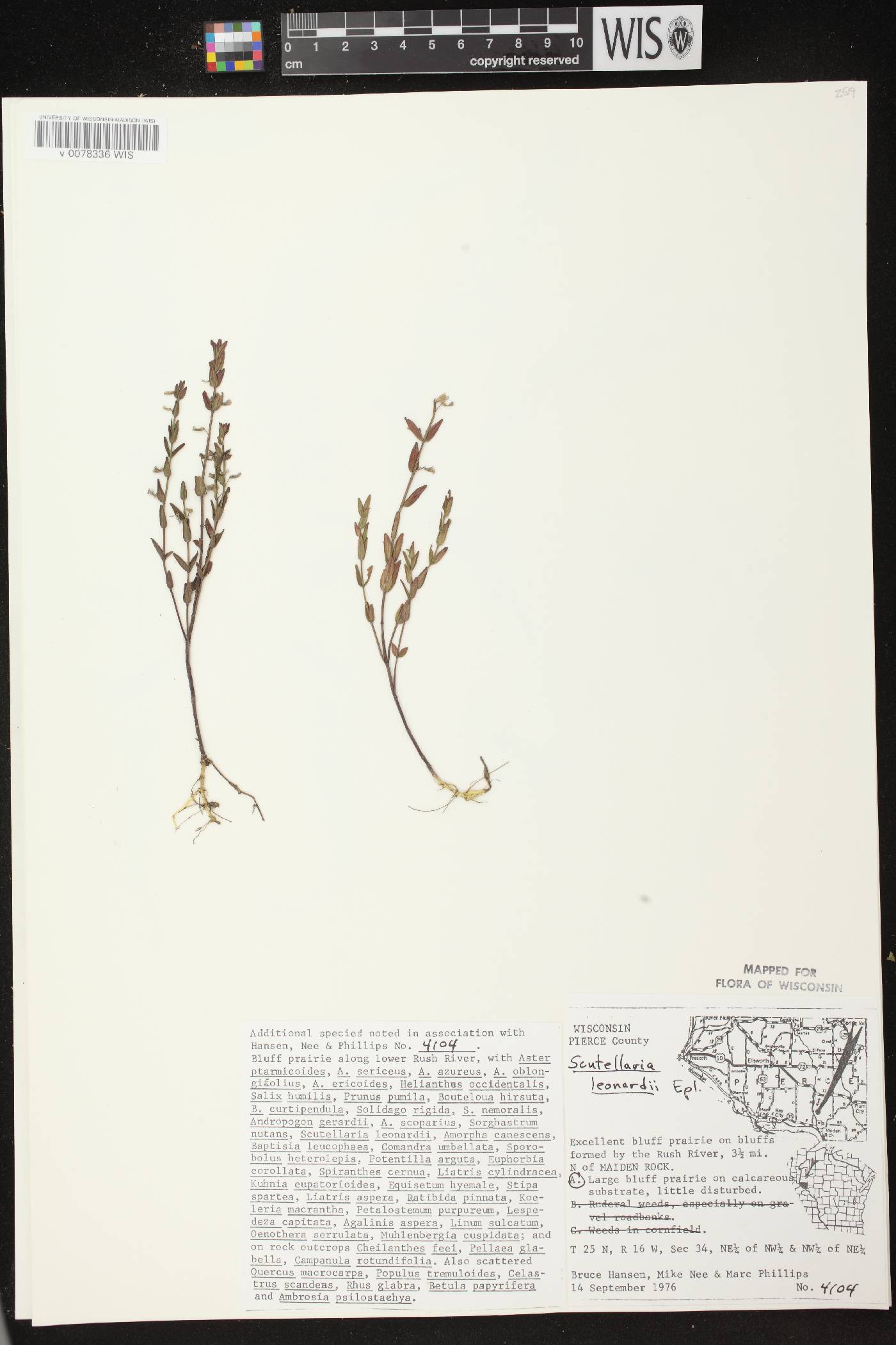 Scutellaria parvula var. missouriensis image