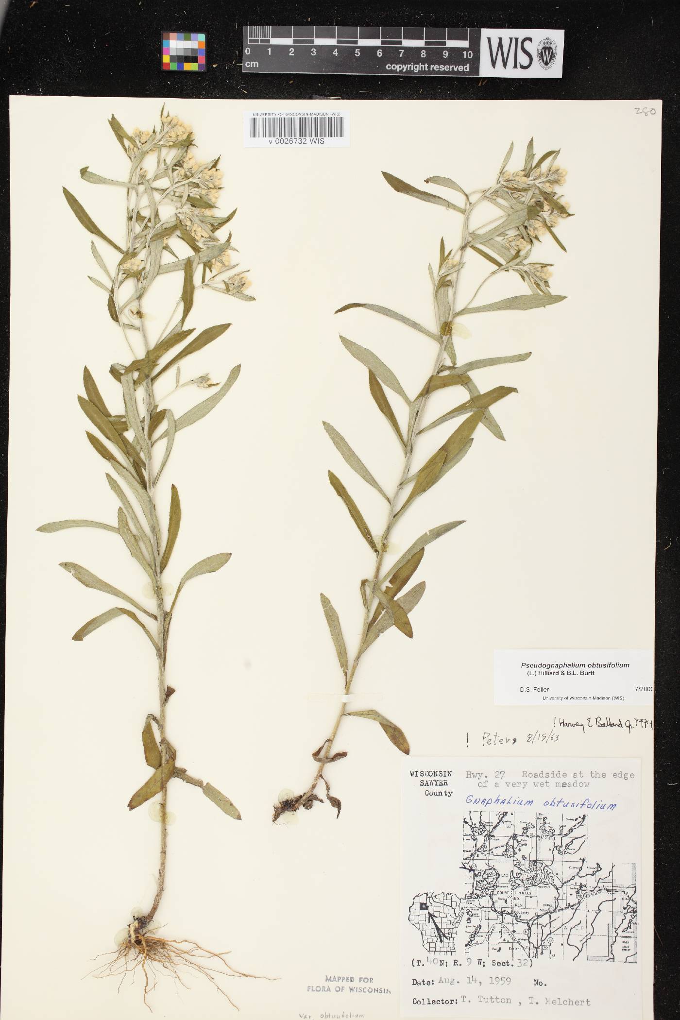 Pseudognaphalium obtusifolium image