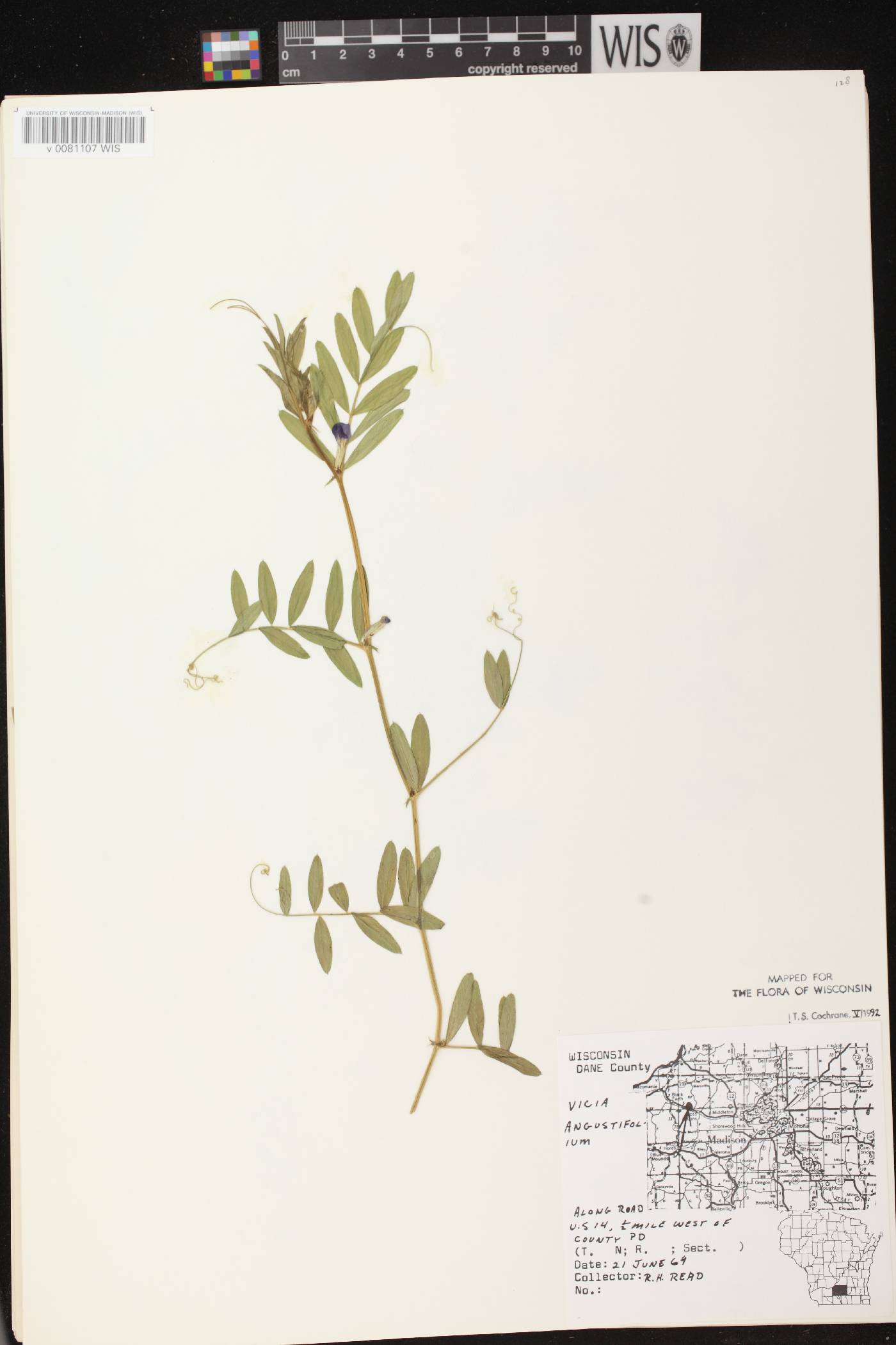Vicia sativa subsp. nigra image