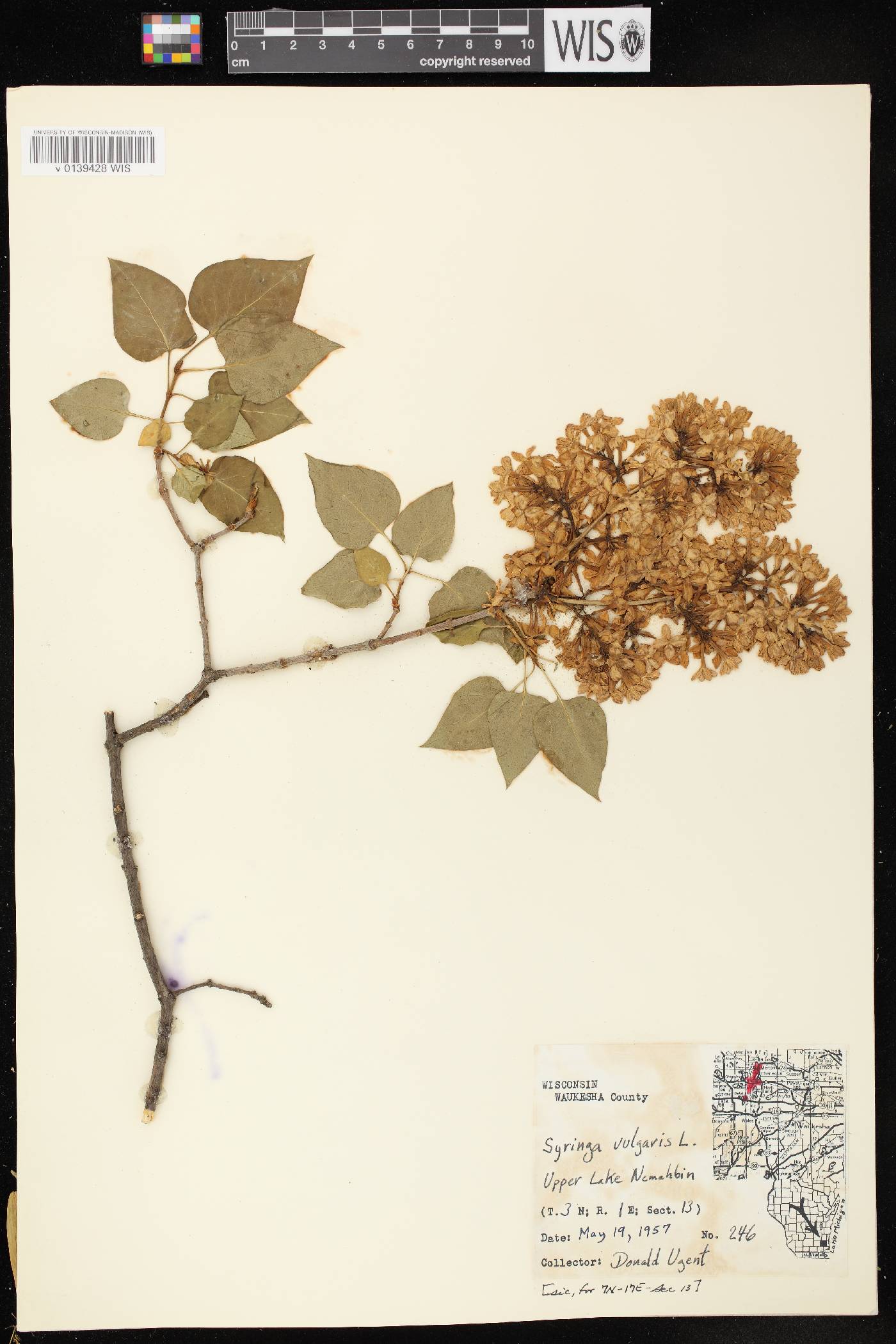 Syringa vulgaris image