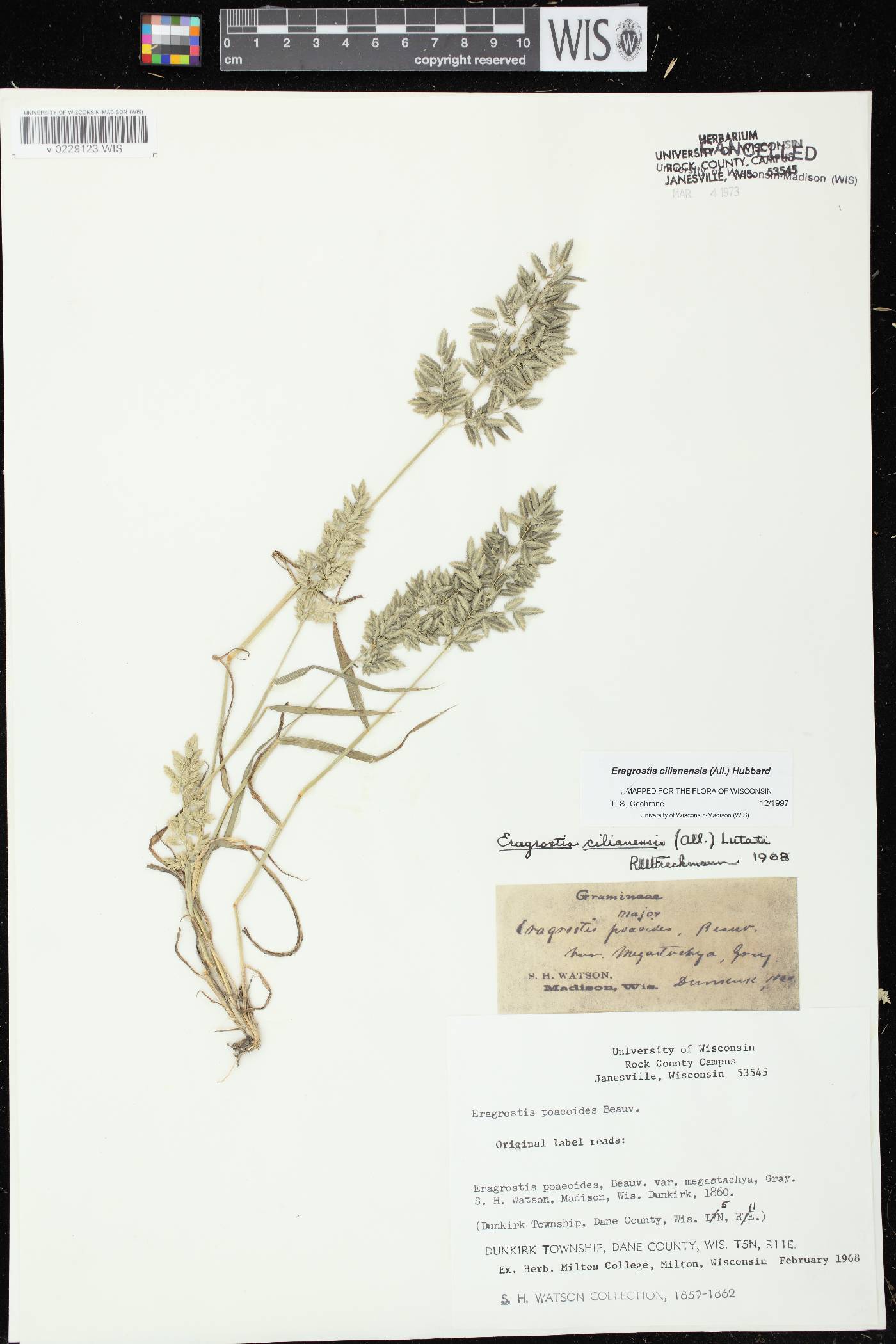 Eragrostis cilianensis image