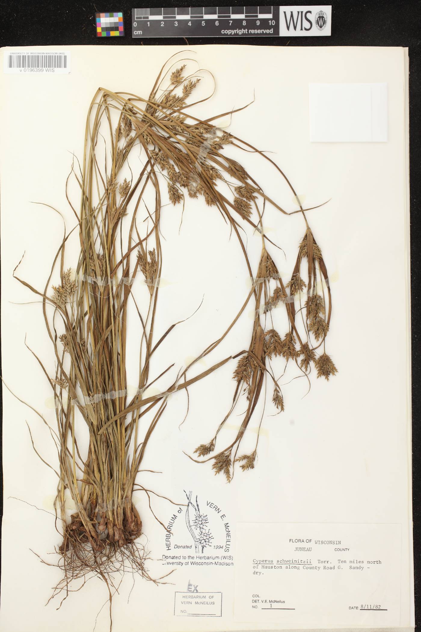 Cyperus schweinitzii image