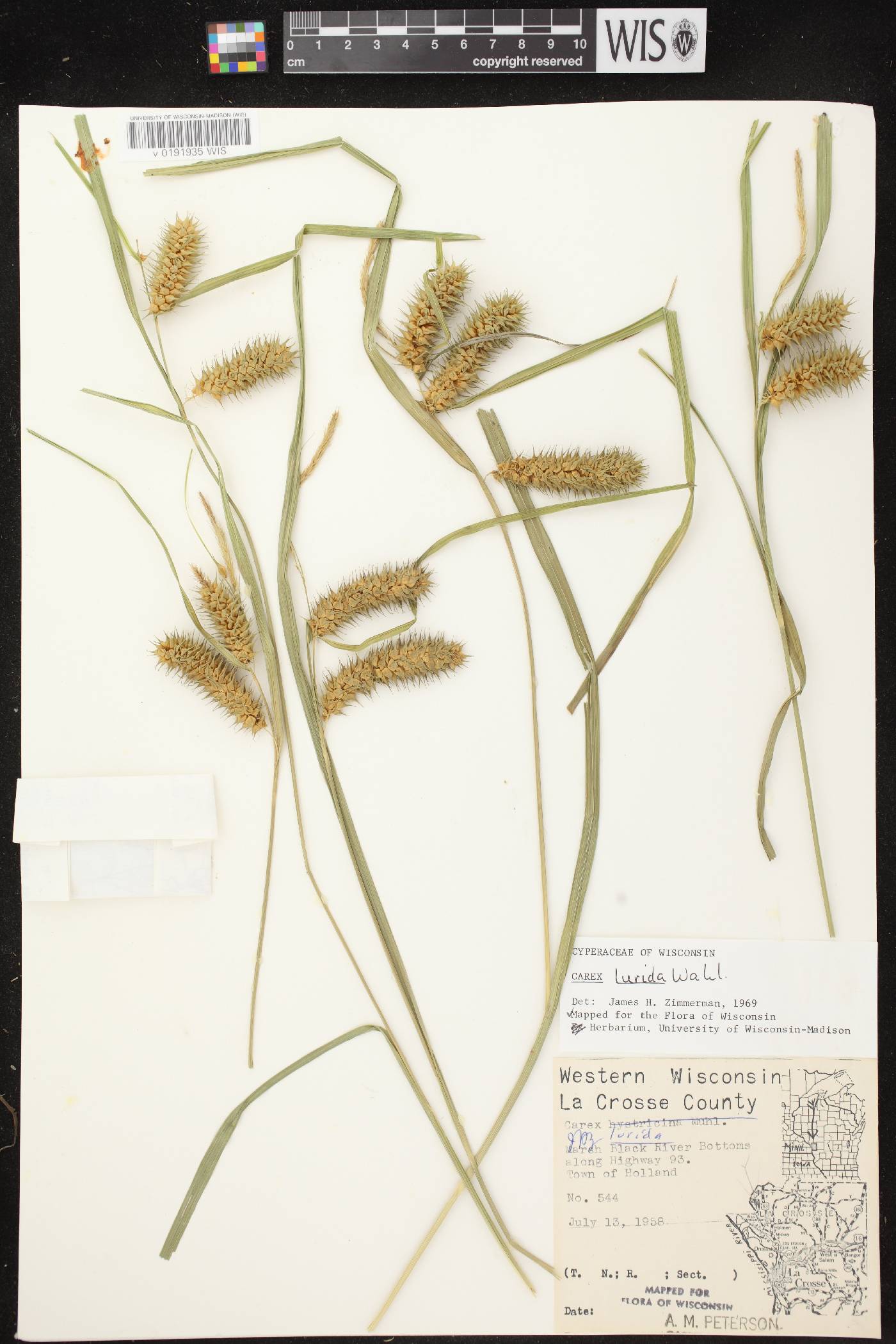 Carex lurida image