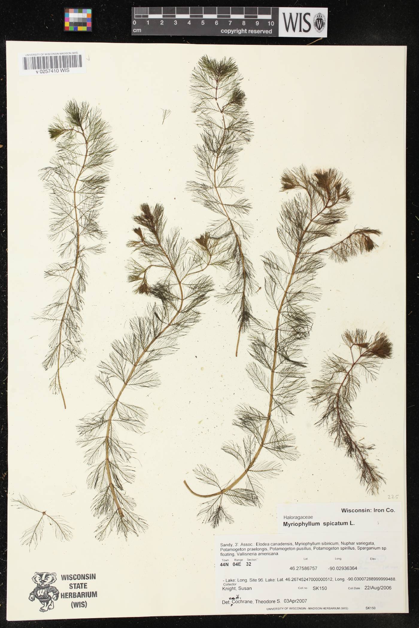 Myriophyllum spicatum image